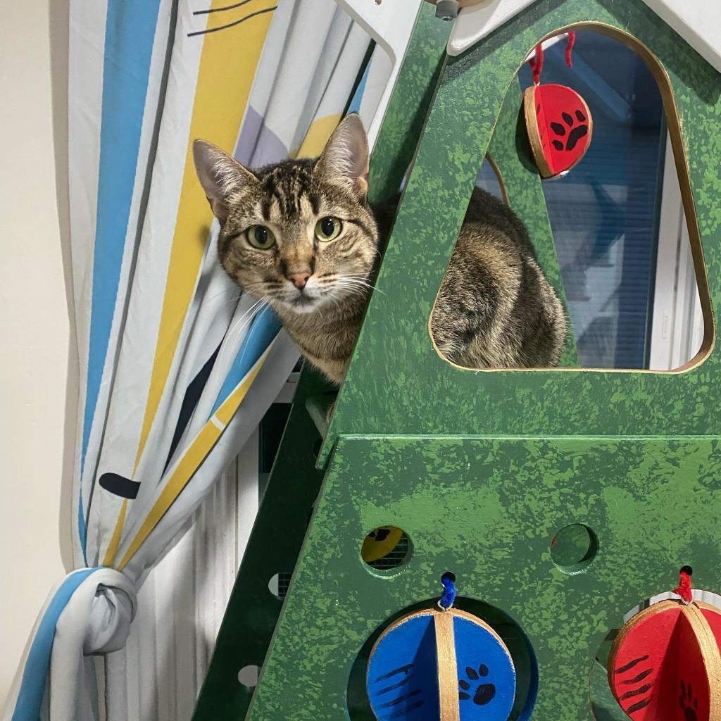 Lucy, Adoptable, Adult Female Domestic Short Hair.