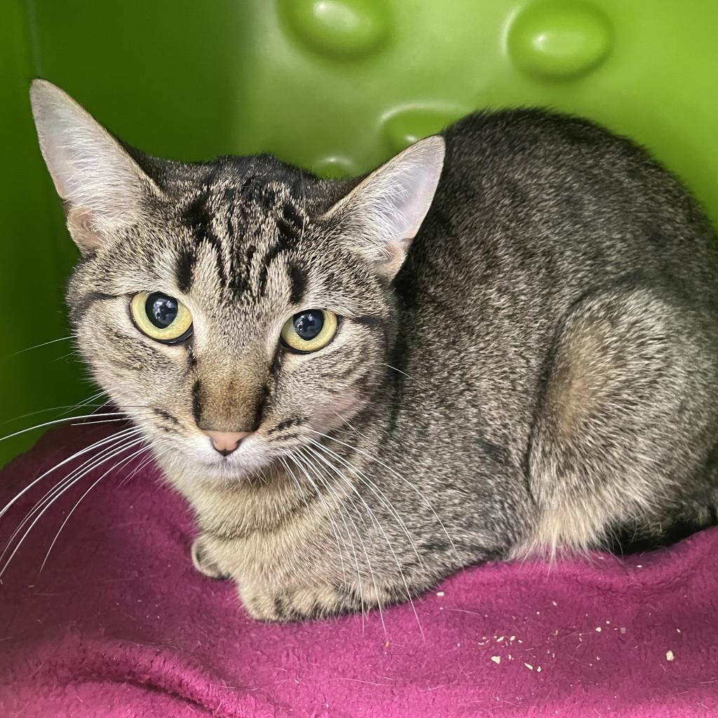 Enlarge Lucy, a Adoptable Domestic Short Hair in Oyster Bay, NY image 2/2