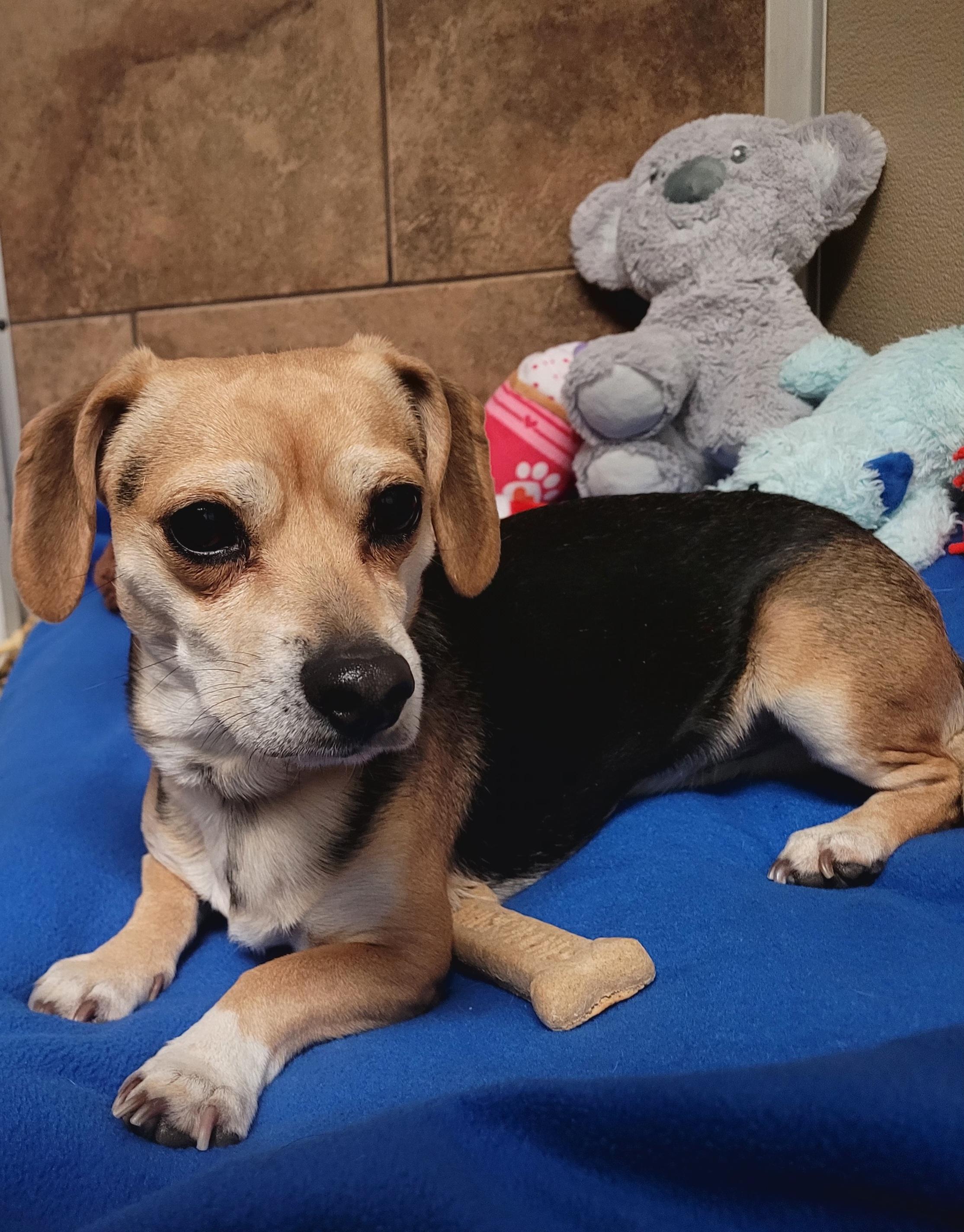 Enlarge Loki, an adopted mixed breed in Tomah, WI image 3/5