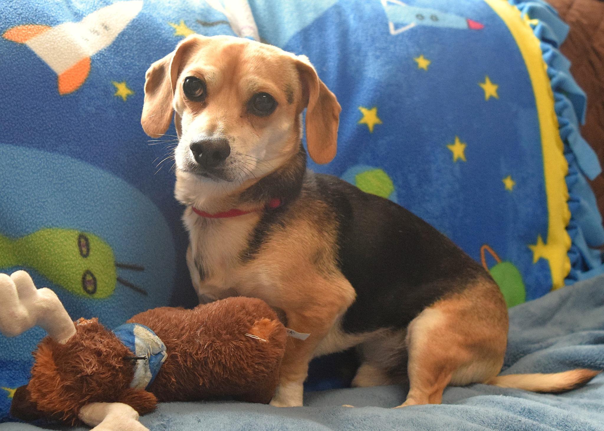 Enlarge Loki, an adopted mixed breed in Tomah, WI image 5/5