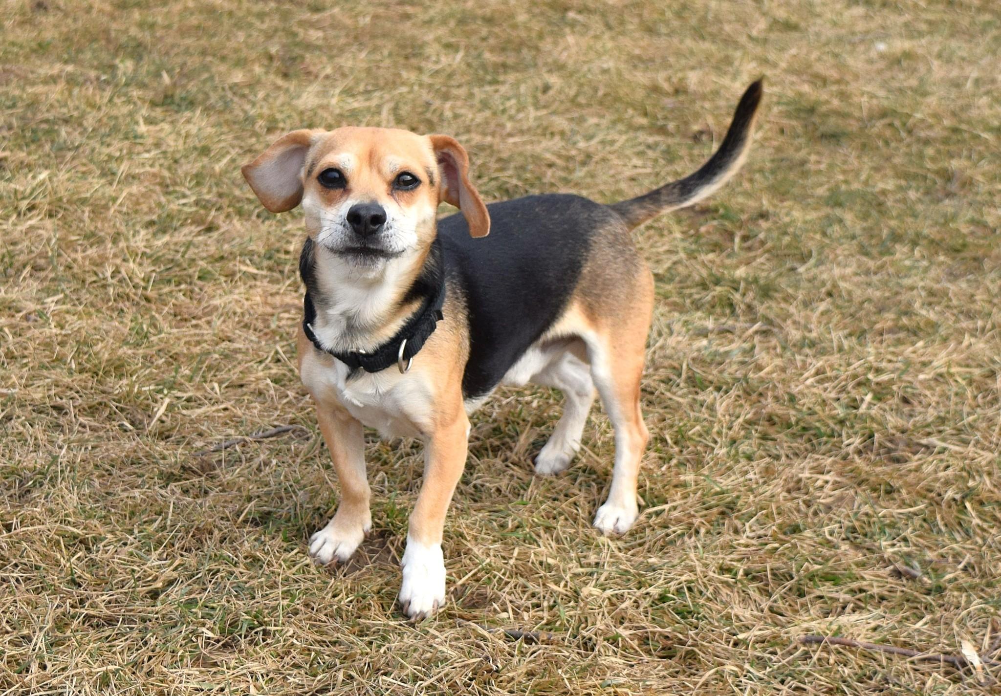 Enlarge Loki, an adopted mixed breed in Tomah, WI image 1/5