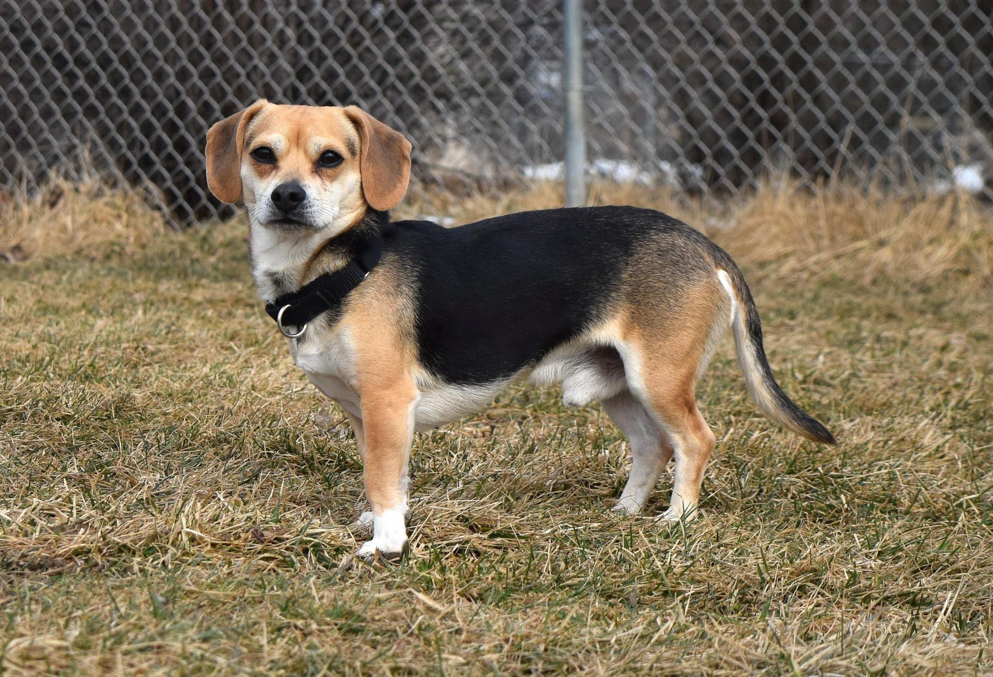 Enlarge Loki, an adopted mixed breed in Tomah, WI image 4/5