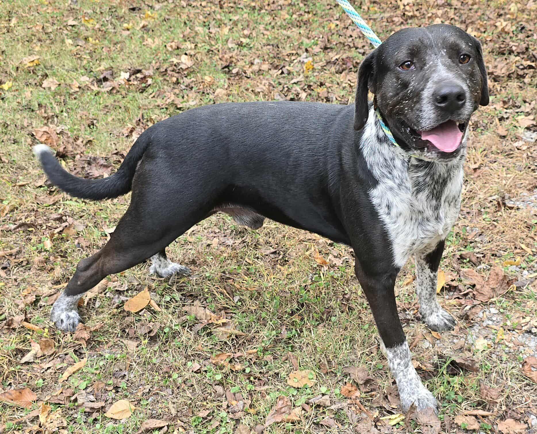 Enlarge Tank, a Adoptable mixed breed in Newport, TN image 3/6