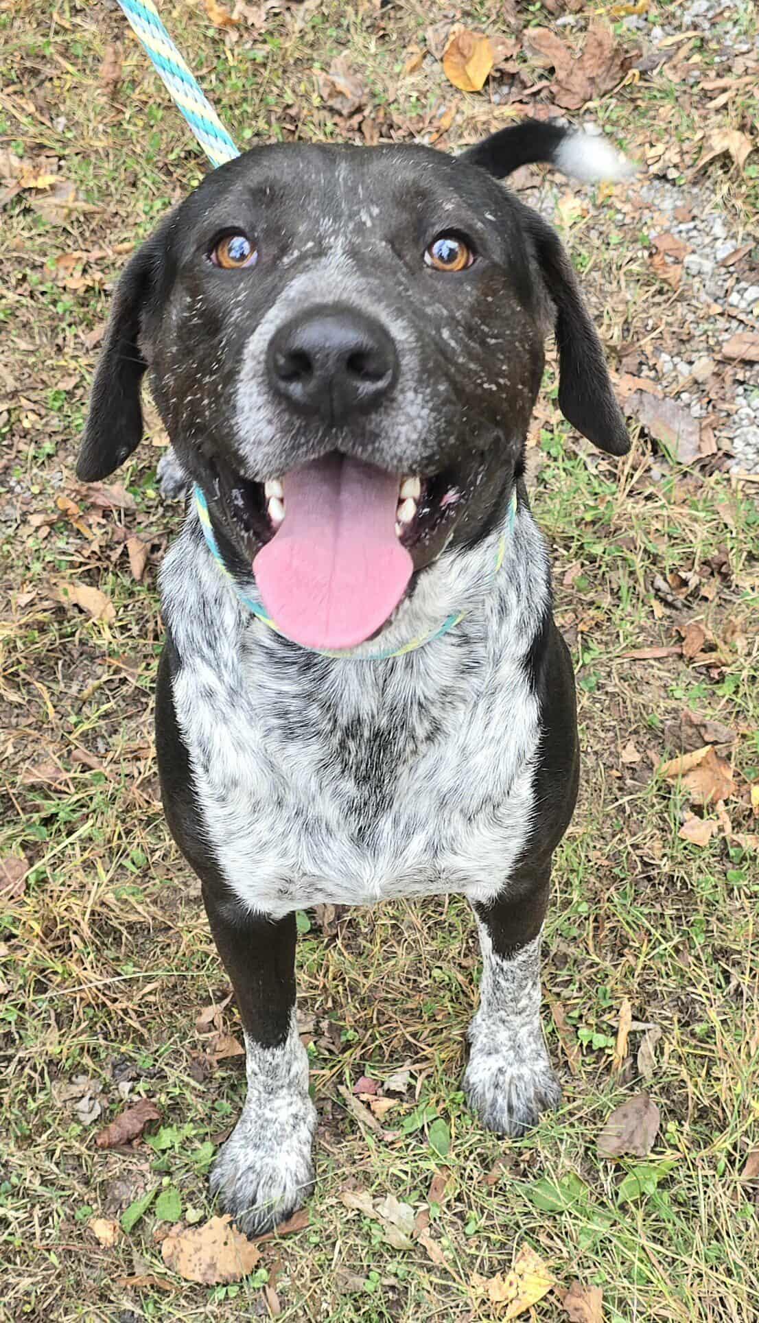 Enlarge Tank, a Adoptable mixed breed in Newport, TN image 5/6
