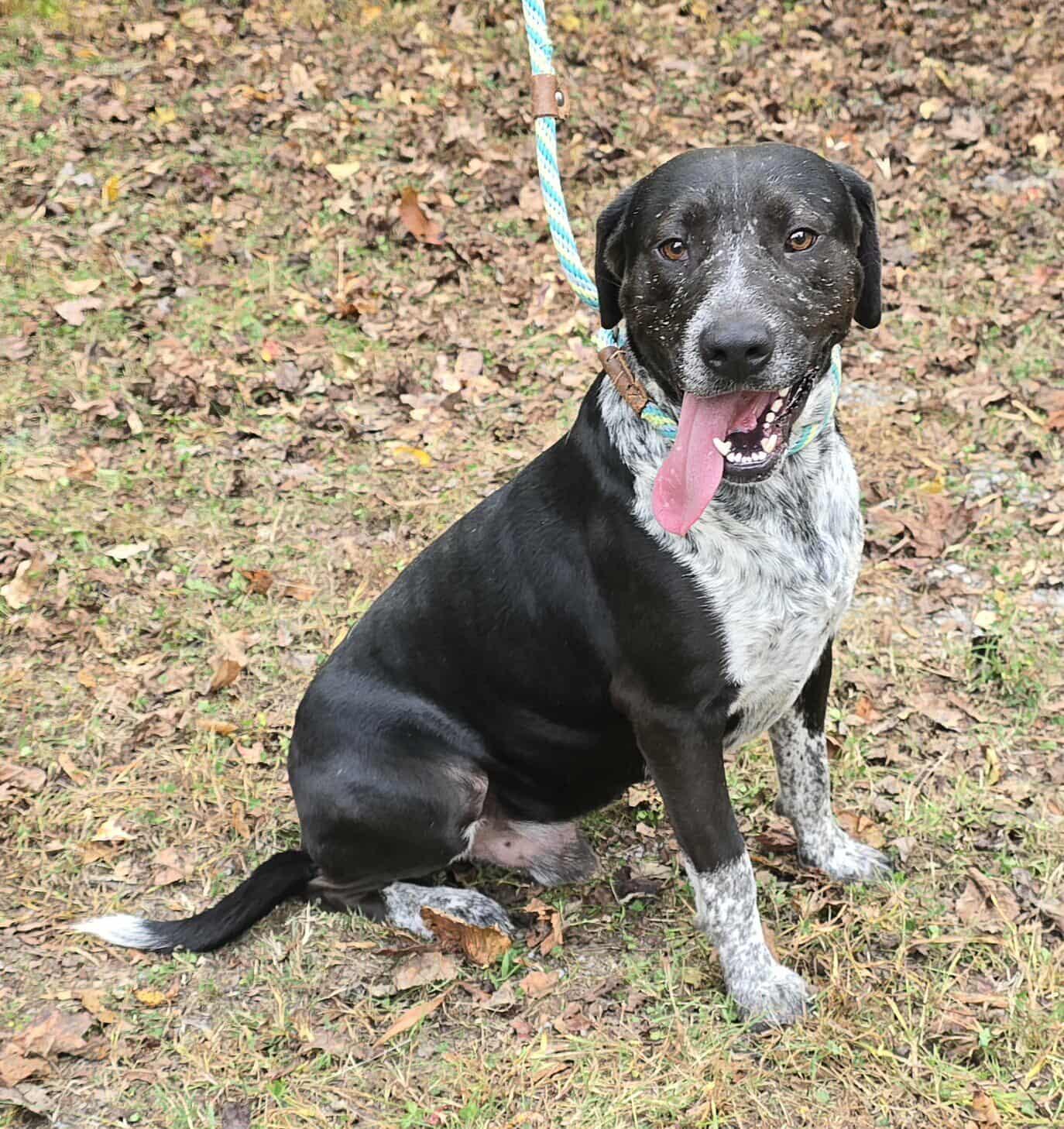Enlarge Tank, a Adoptable mixed breed in Newport, TN image 6/6