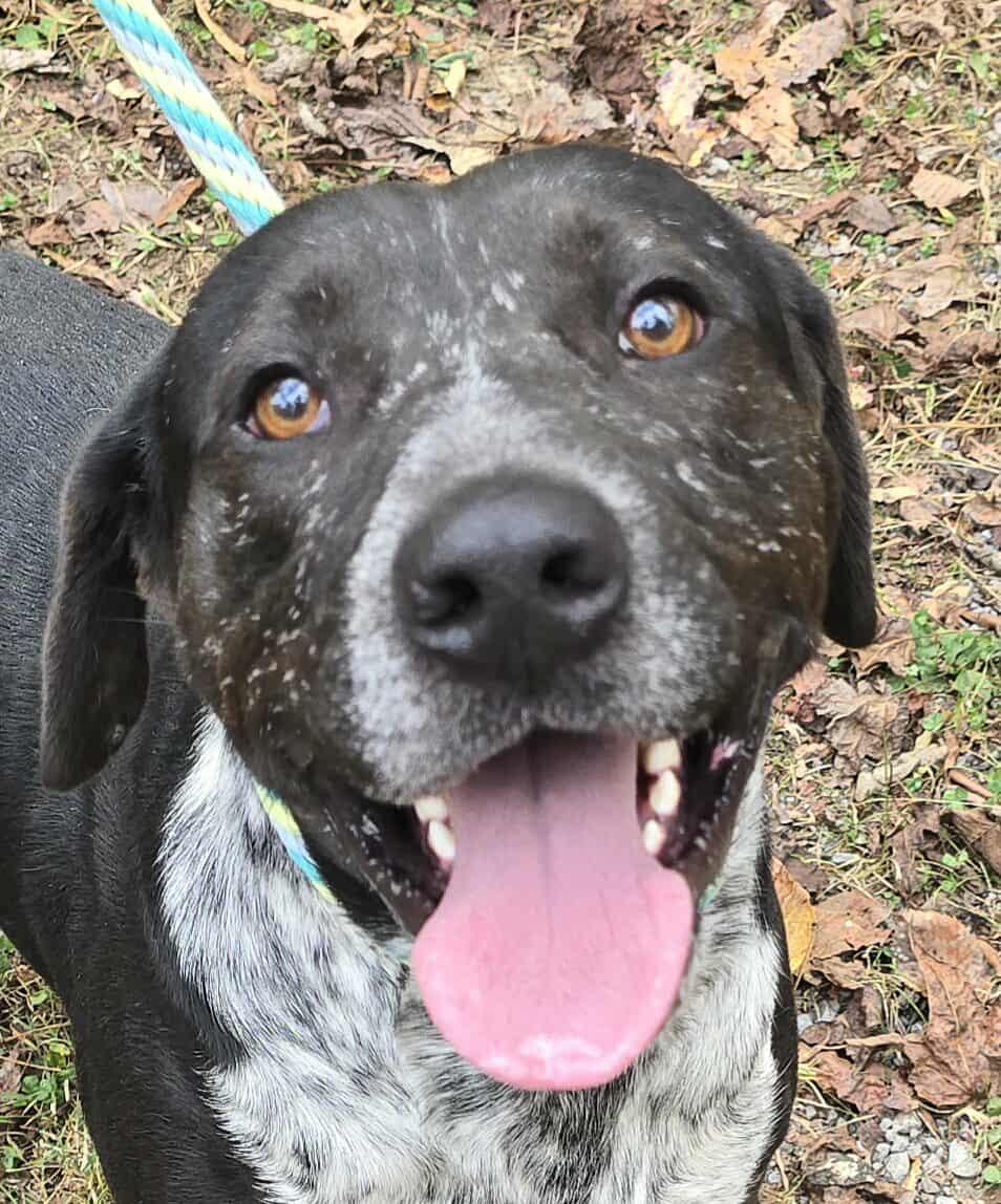 Tank, Adoptable, Adult Male Australian Cattle Dog / Blue Heeler & Pit Bull Terrier.