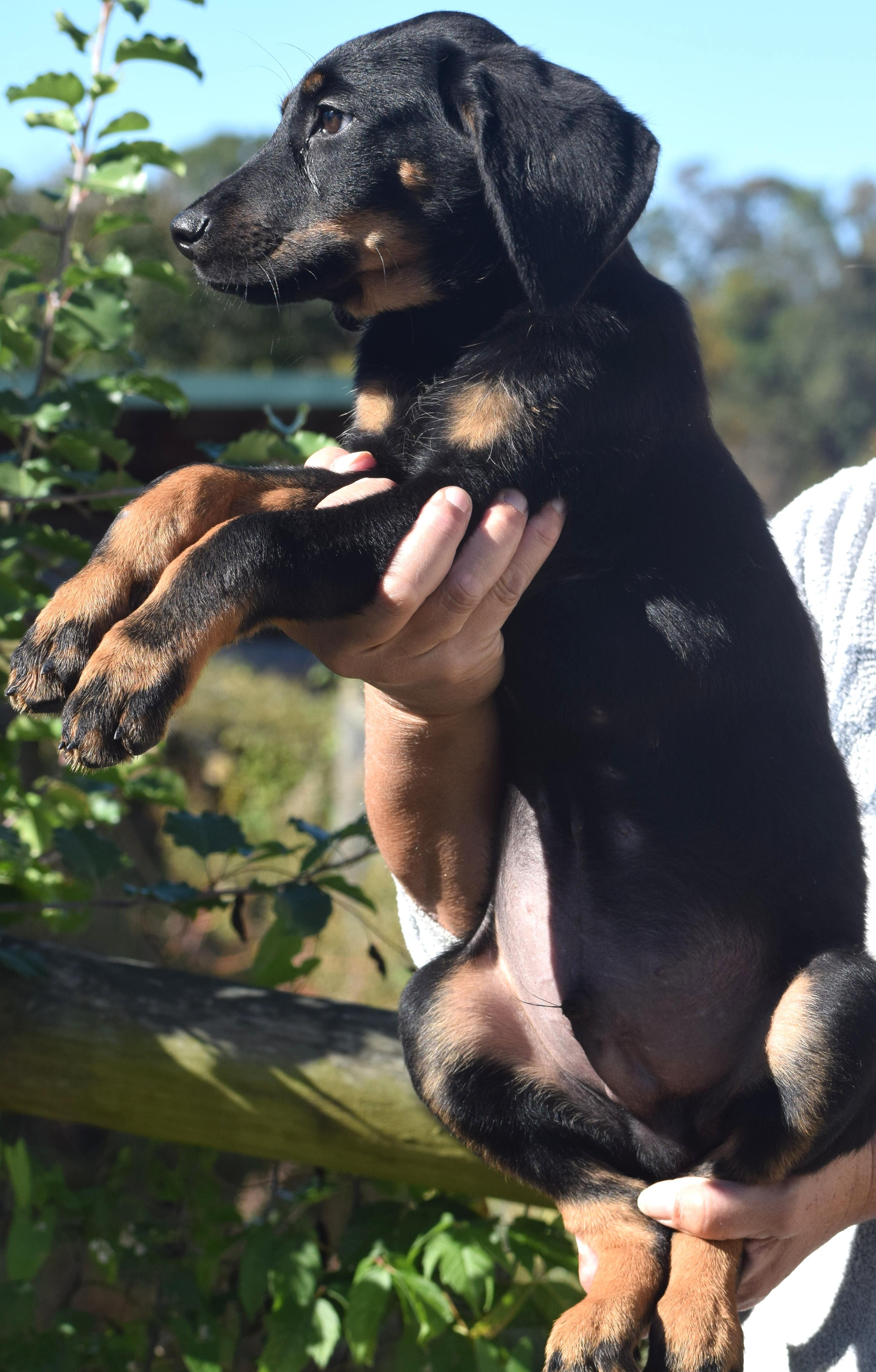 Enlarge Oscar-Available www.lhar.dog to apply, a Adoptable mixed breed in Frederick, MD image 3/6