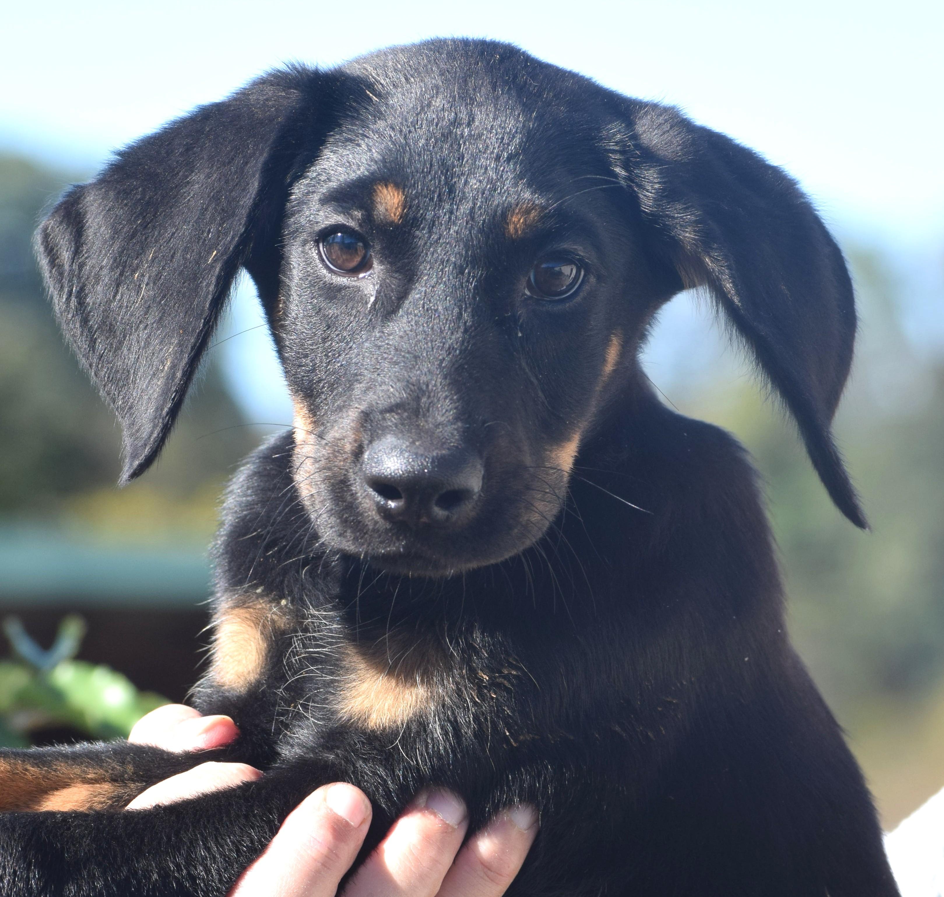Enlarge Oscar-Available www.lhar.dog to apply, a Adoptable mixed breed in Frederick, MD image 2/6