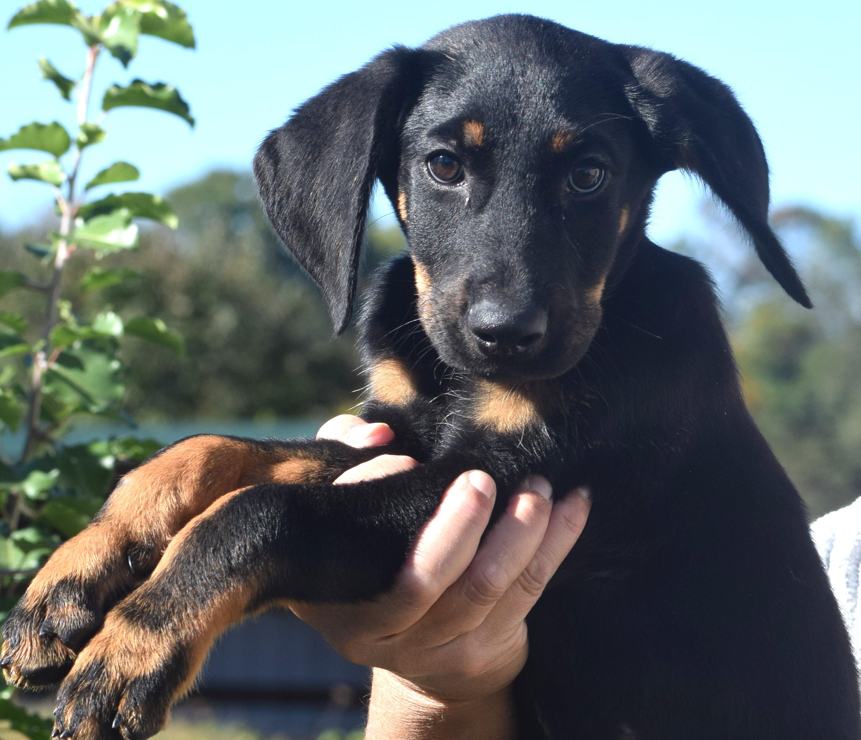 Enlarge Oscar-Available www.lhar.dog to apply, a Adoptable mixed breed in Frederick, MD image 4/6