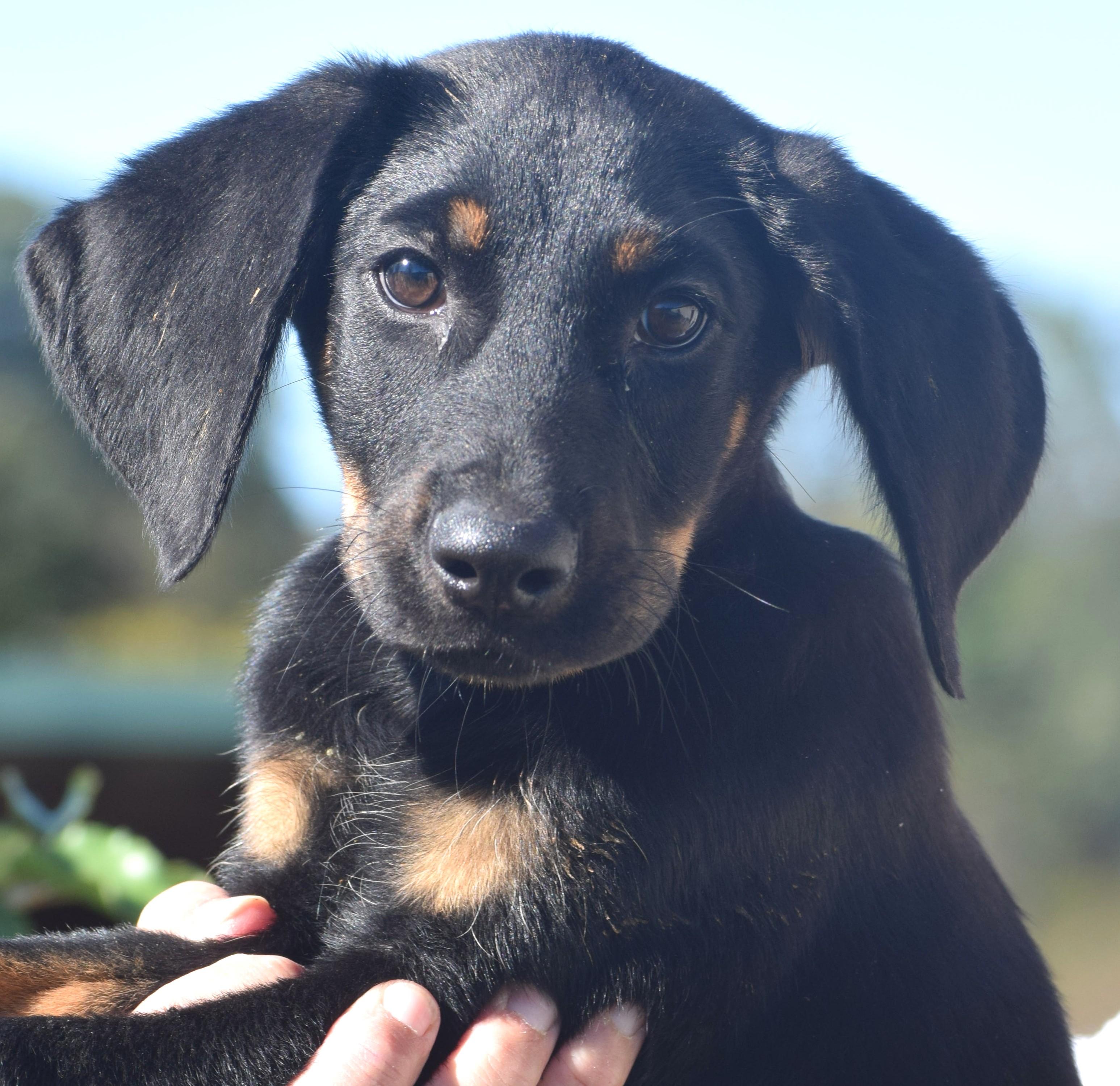 Enlarge Oscar-Available www.lhar.dog to apply, a Adoptable mixed breed in Frederick, MD image 1/6