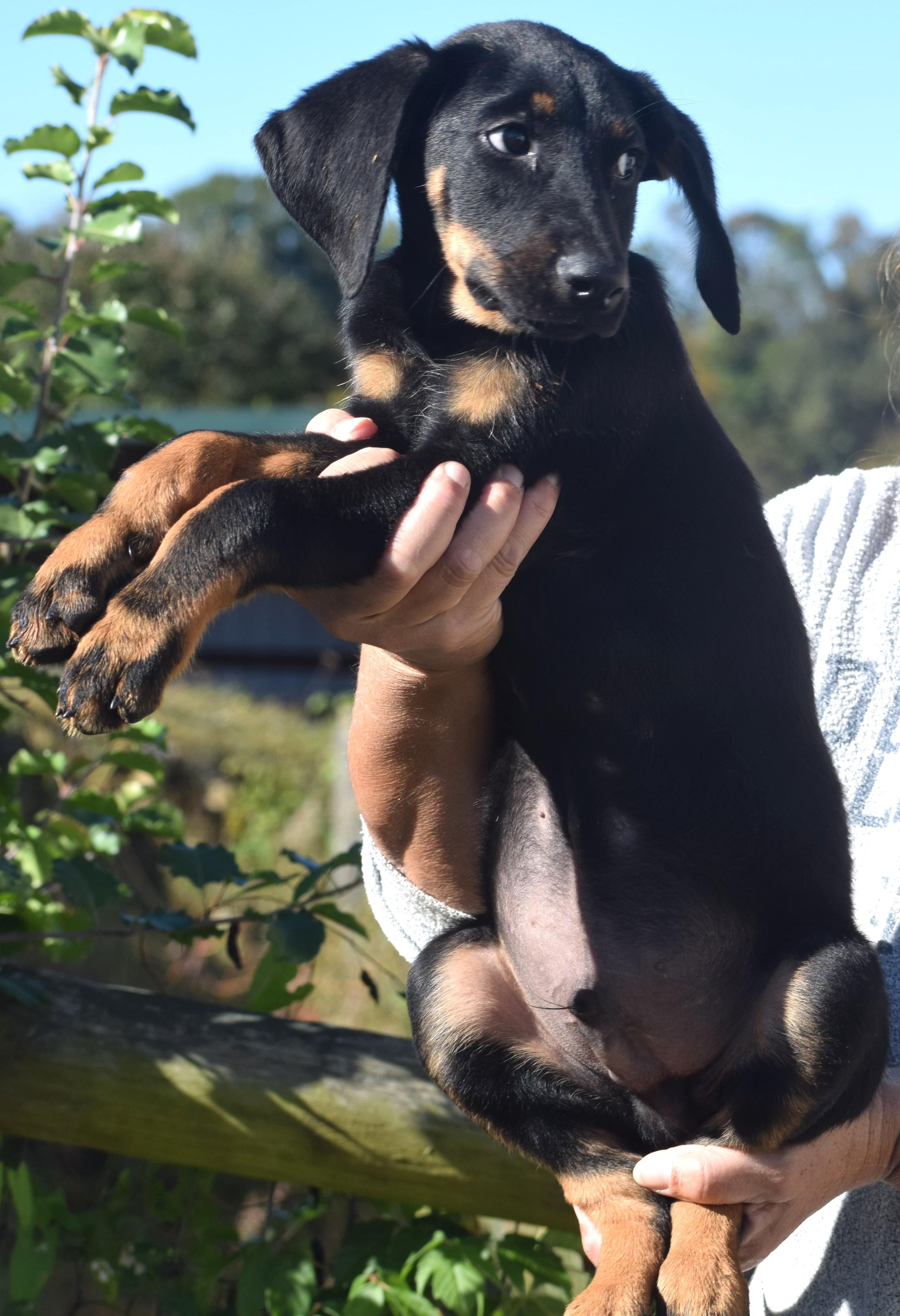 Enlarge Oscar-Available www.lhar.dog to apply, a Adoptable mixed breed in Frederick, MD image 5/6