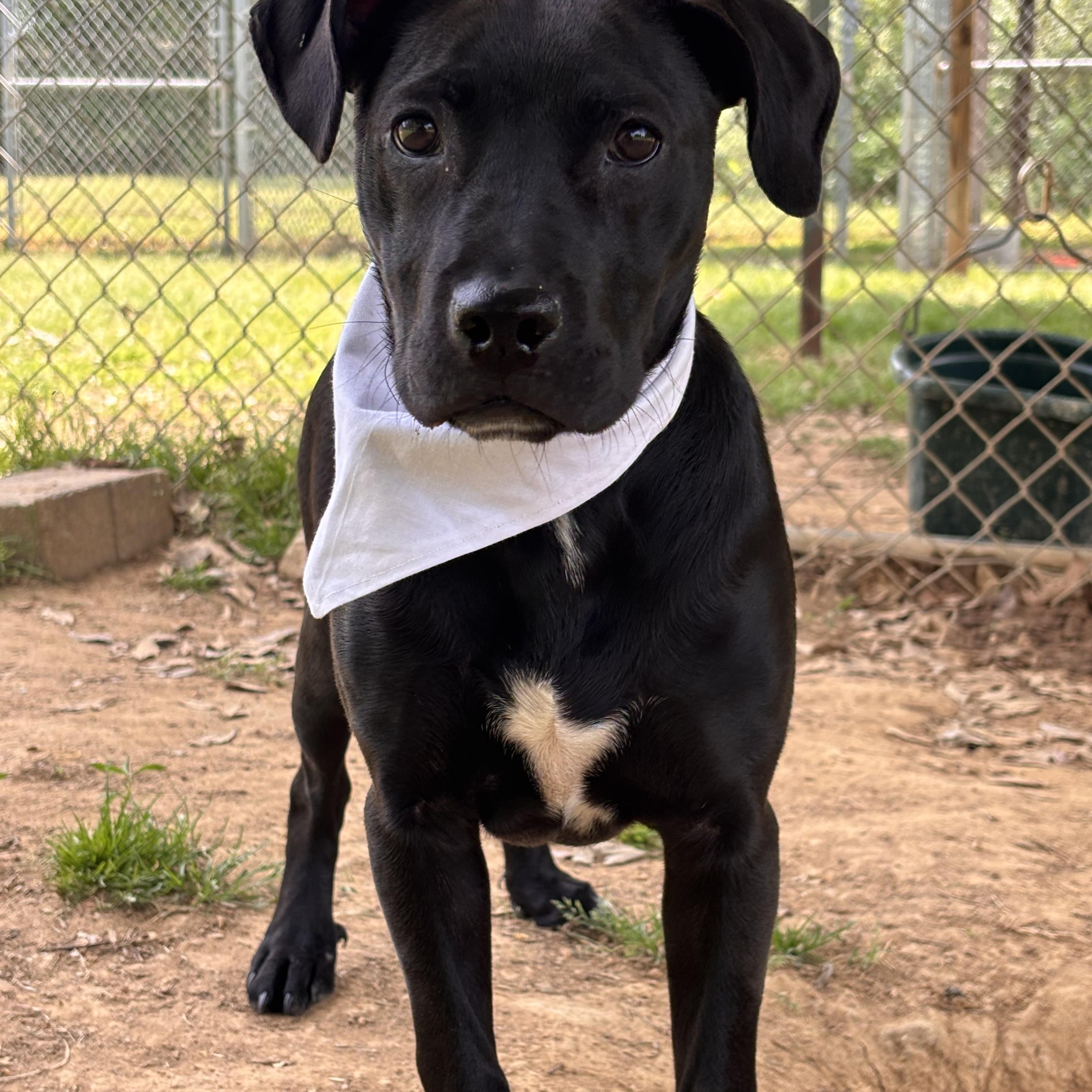 Enlarge Bunny, a Adoptable mixed breed in Collierville, TN image 3/6