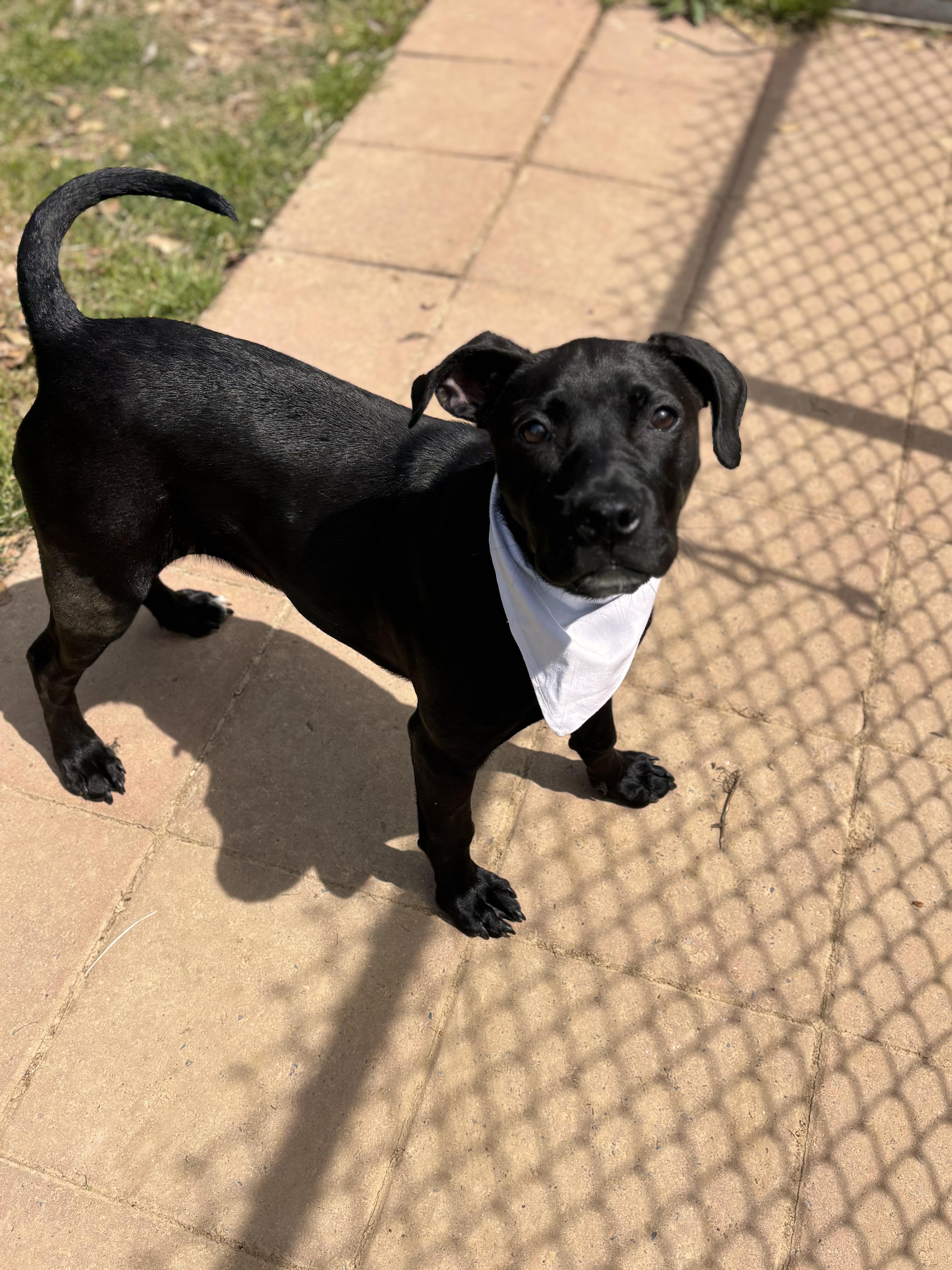 Enlarge Bunny, a Adoptable mixed breed in Collierville, TN image 2/6