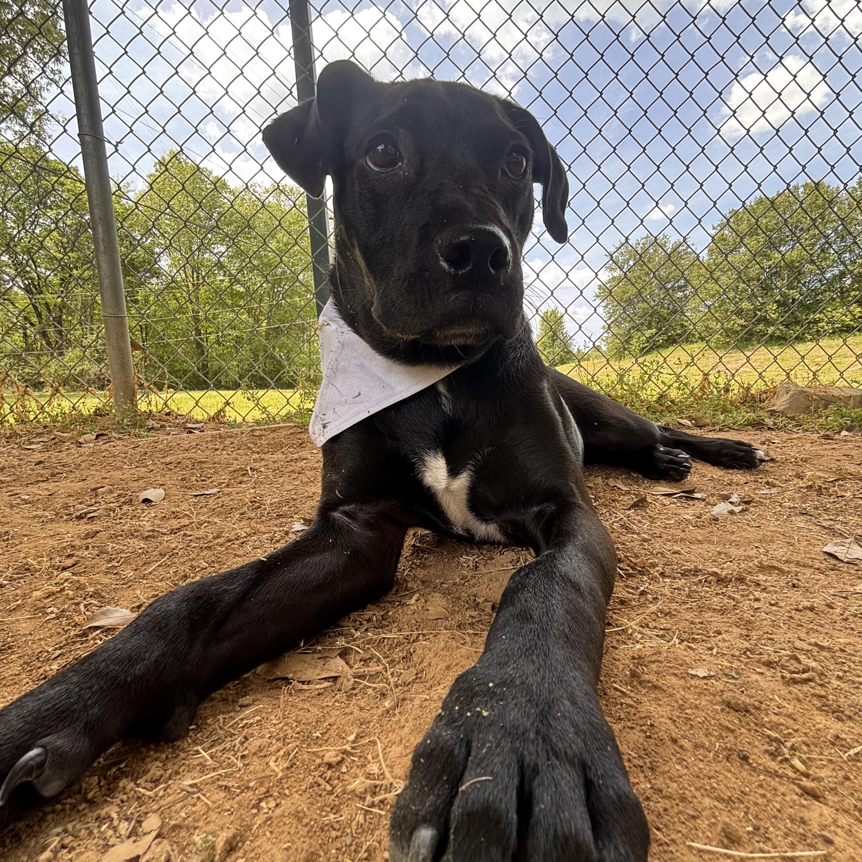 Enlarge Bunny, a Adoptable mixed breed in Collierville, TN image 5/6