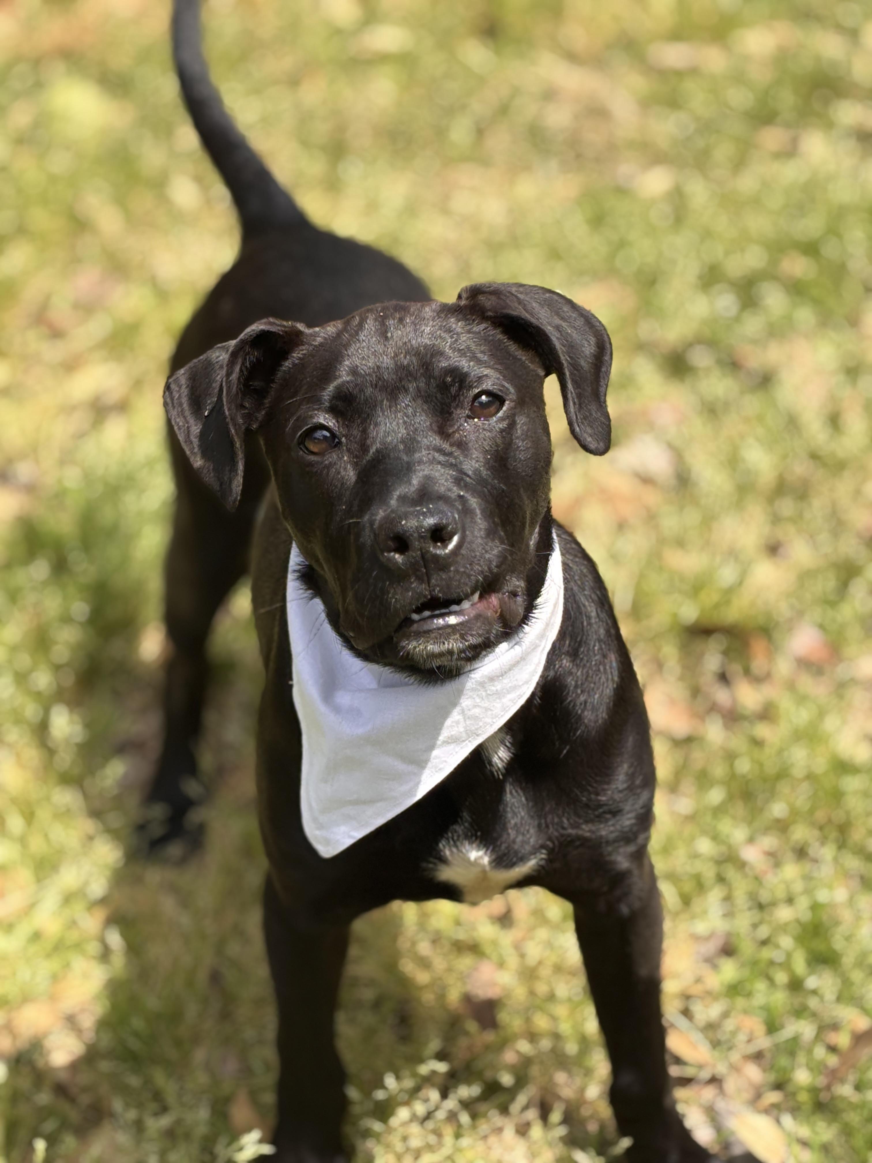 Enlarge Bunny, a Adoptable mixed breed in Collierville, TN image 4/6