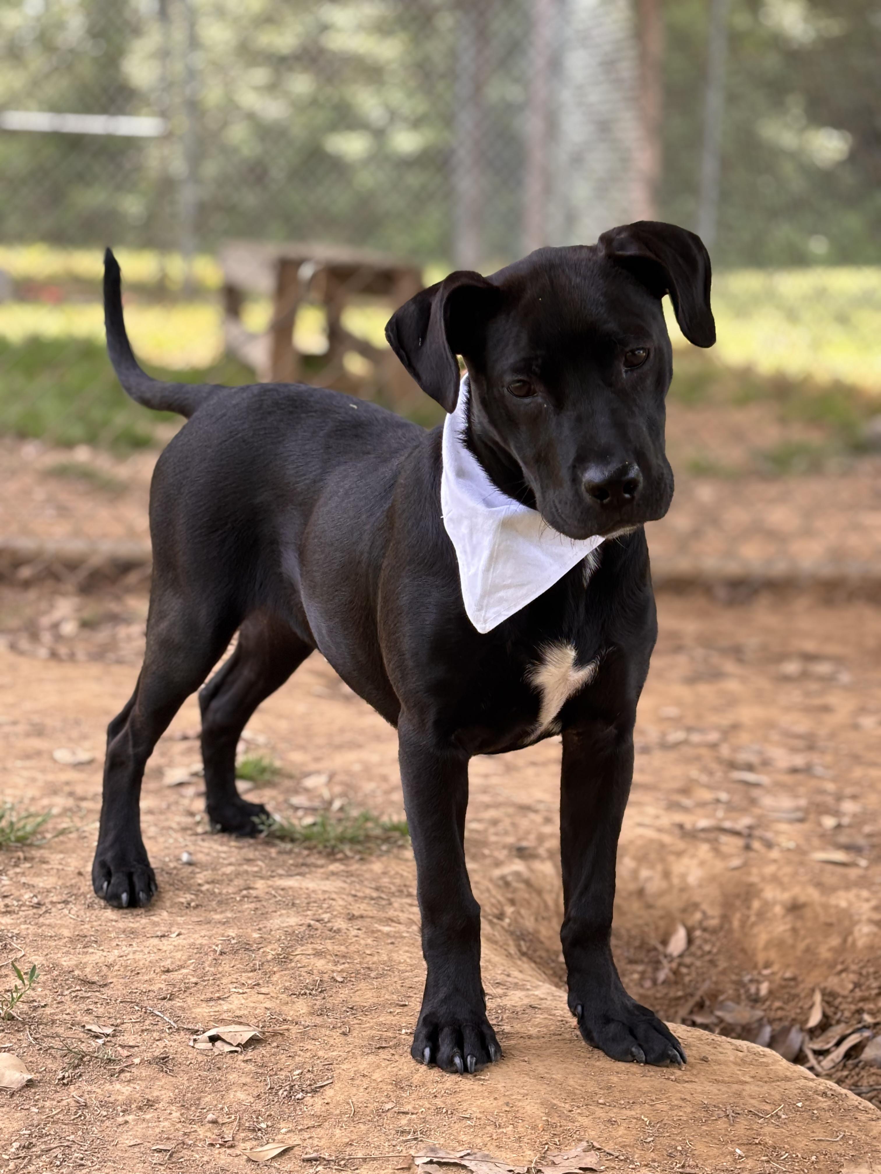 Bunny, Adoptable, Puppy Female Pit Bull Terrier & Labrador Retriever.