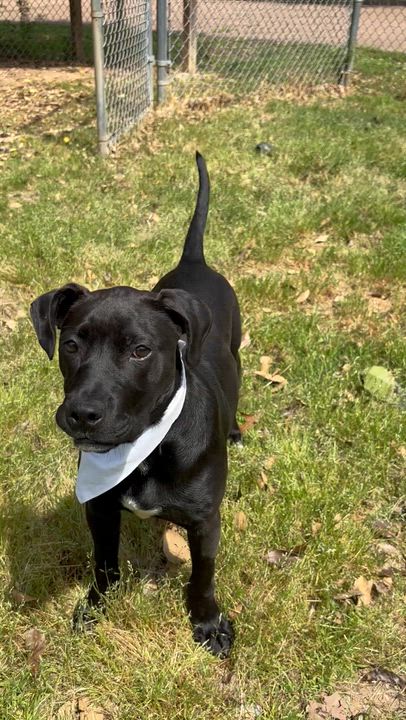 Enlarge Bunny, a Adoptable mixed breed in Collierville, TN video 6/6