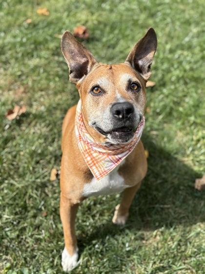 Jasmine (in foster), Adoptable, Senior Female Pit Bull Terrier & Boxer.