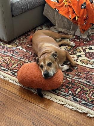 Jasmine (in foster), a Adoptable mixed breed in Fishers, IN image 3/3