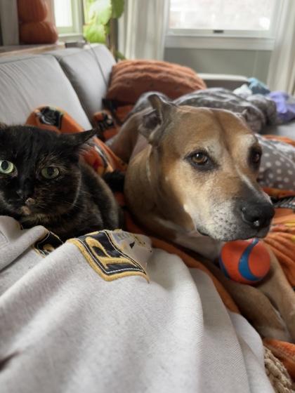 Jasmine (in foster), Adoptable, Senior Female Pit Bull Terrier & Boxer.