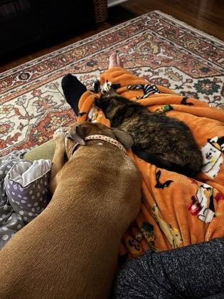 Jasmine (in foster) — thumbnail 3