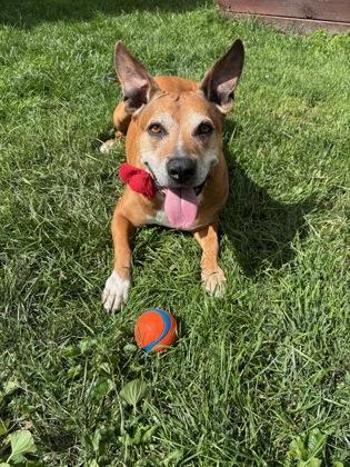 Enlarge Jasmine (in foster), a Adoptable mixed breed in Fishers, IN image 3/3