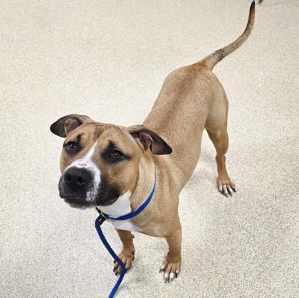 Diamond — thumbnail 3