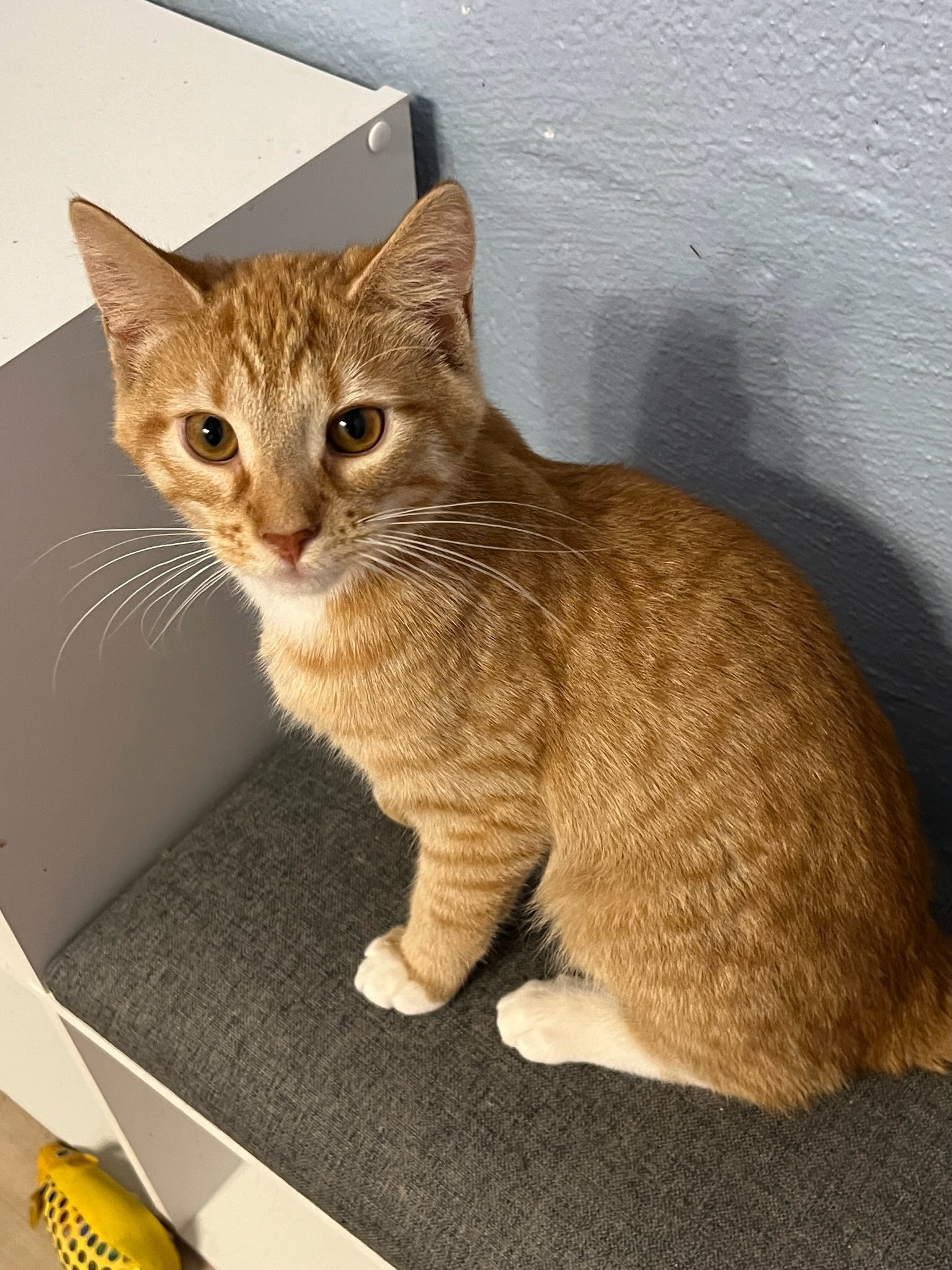 Sully, Adoptable, Kitten Male Domestic Short Hair.