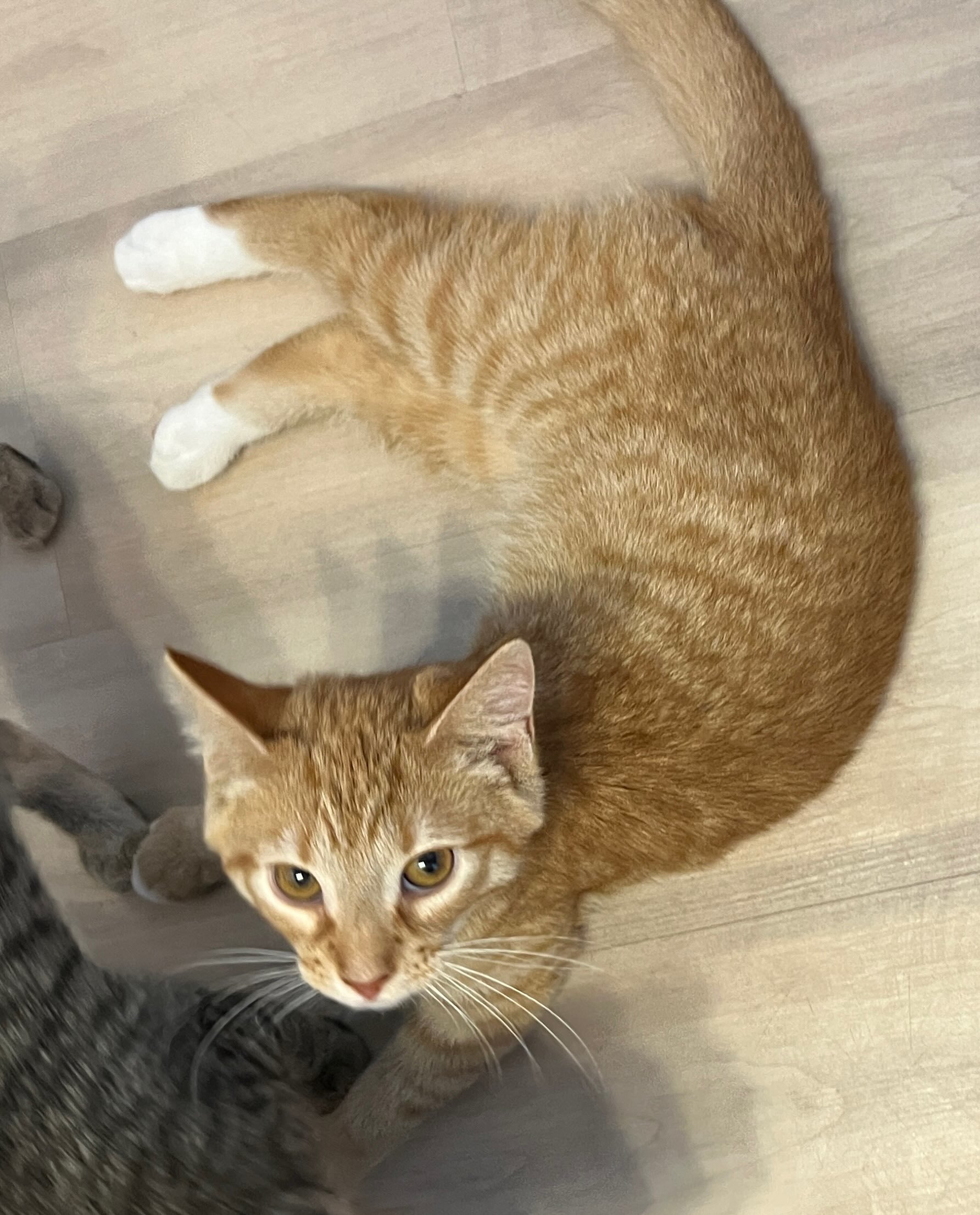 Sully, a Adoptable Domestic Short Hair image 2/5