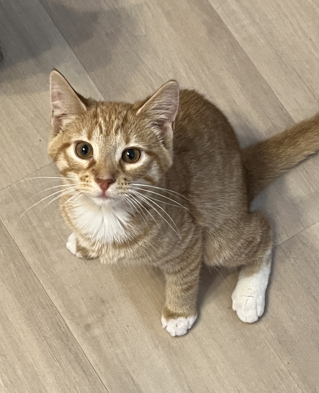 Sully, a Adoptable Domestic Short Hair image 3/5