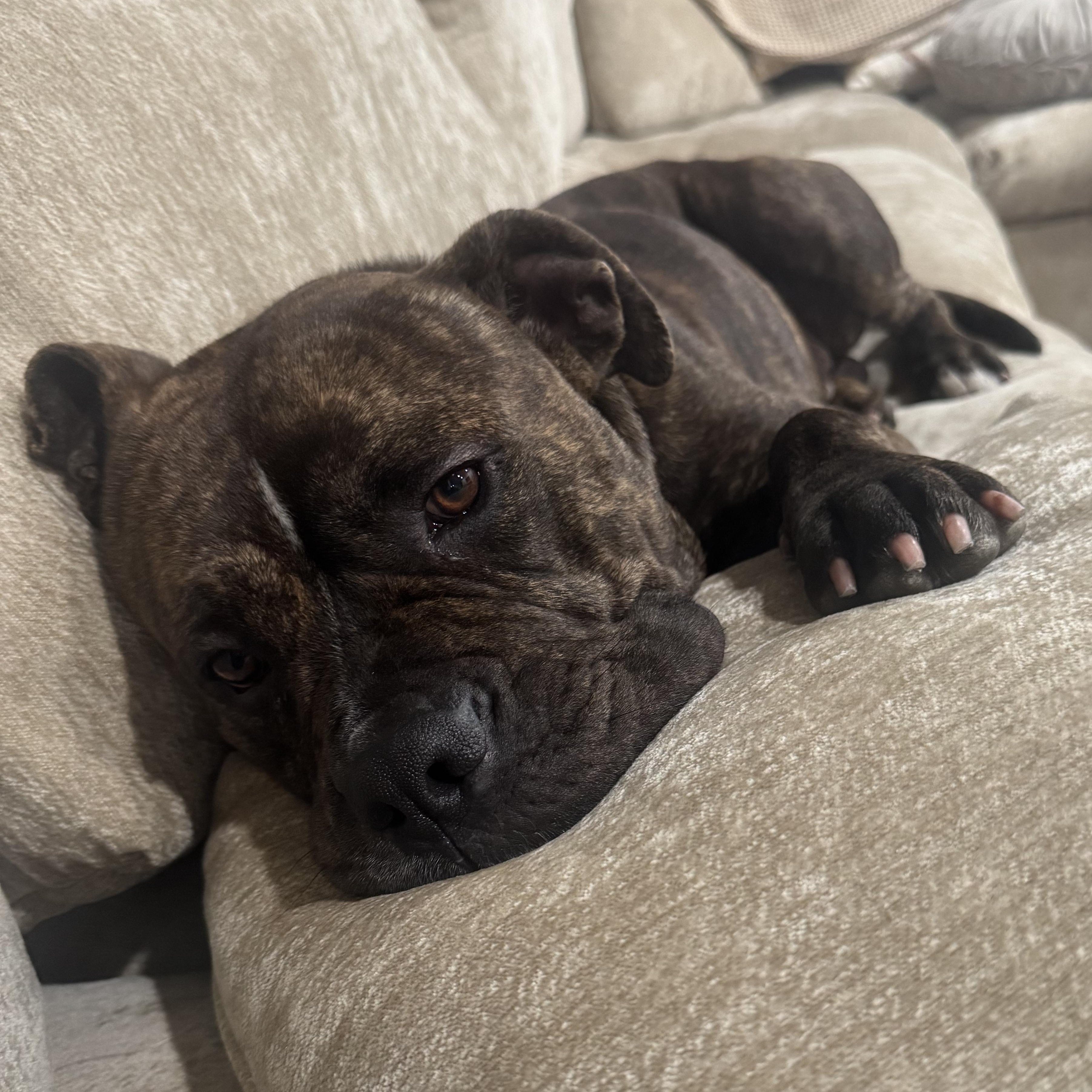 Enlarge Sir Charles, a ADOPTABLE mixed breed in Los Angeles, CA image 2/4