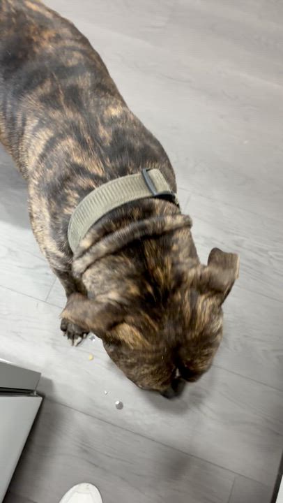 Enlarge Sir Charles, a ADOPTABLE mixed breed in Los Angeles, CA video 3/4