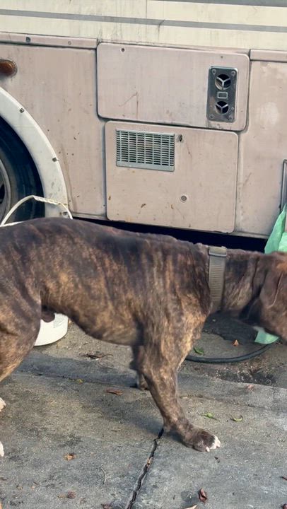 Enlarge Sir Charles, a ADOPTABLE mixed breed in Los Angeles, CA video 4/4