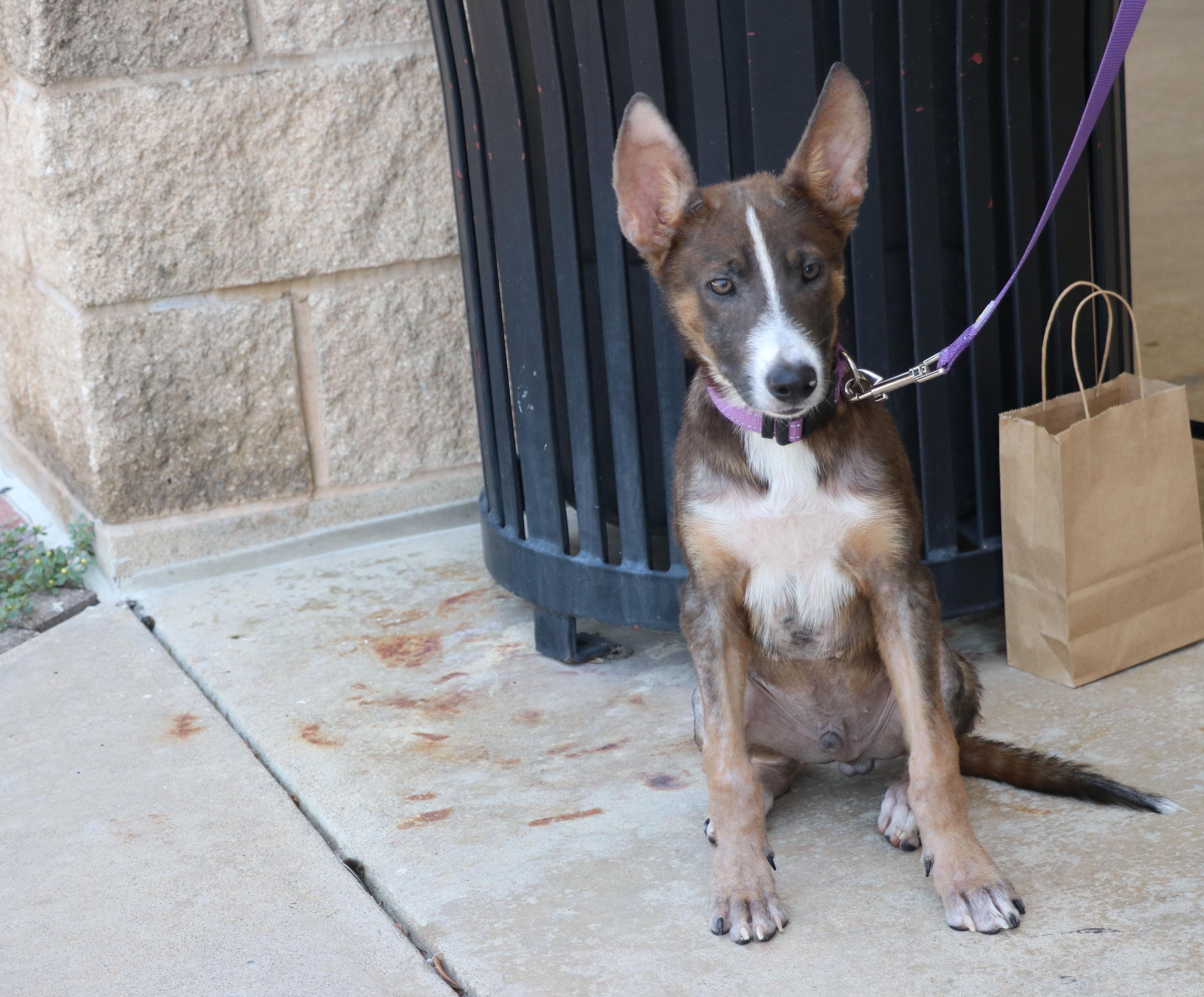 Enlarge Rango, an adopted Terrier in Pflugerville, TX image 2/6