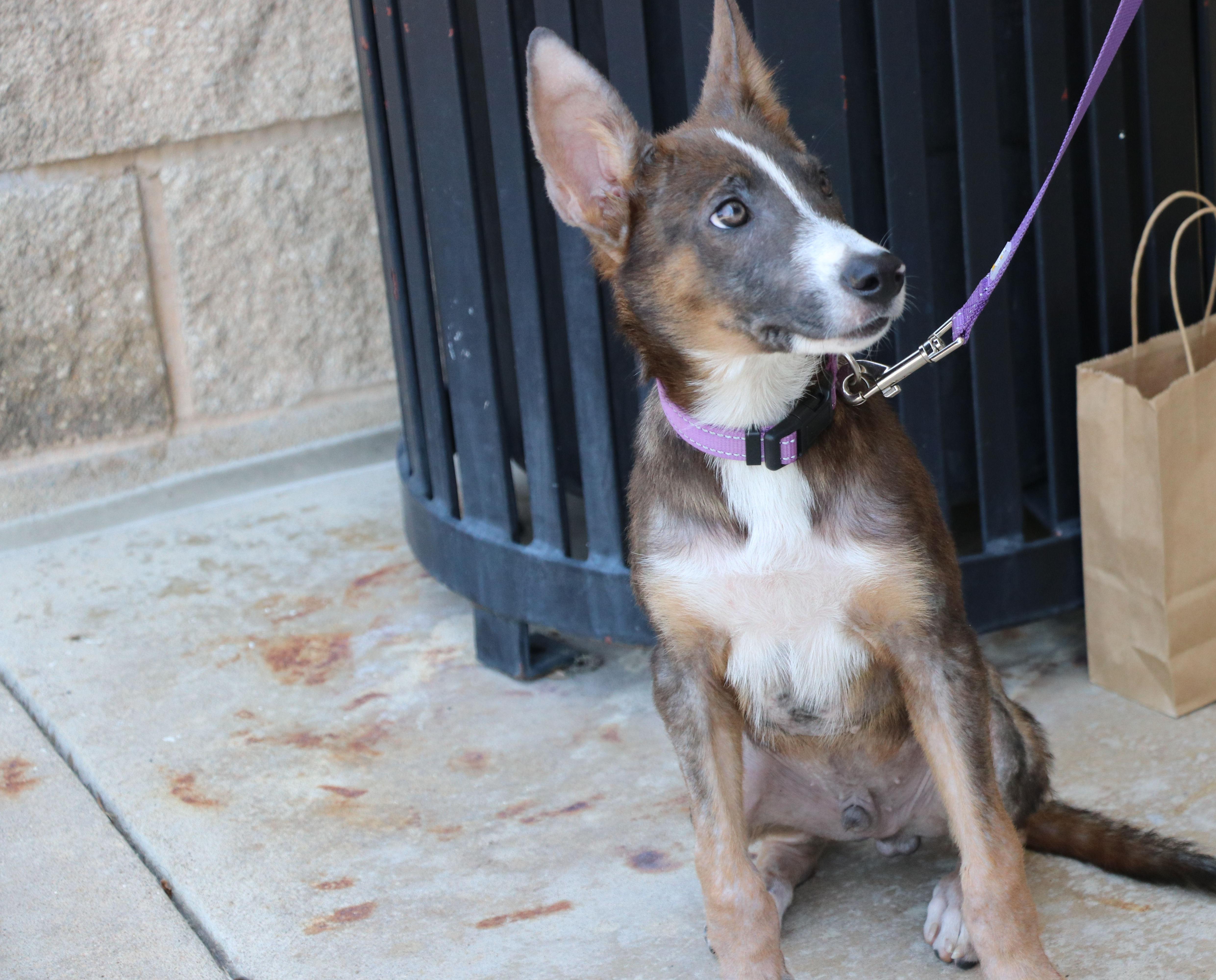 Enlarge Rango, an adopted Terrier in Pflugerville, TX image 5/6