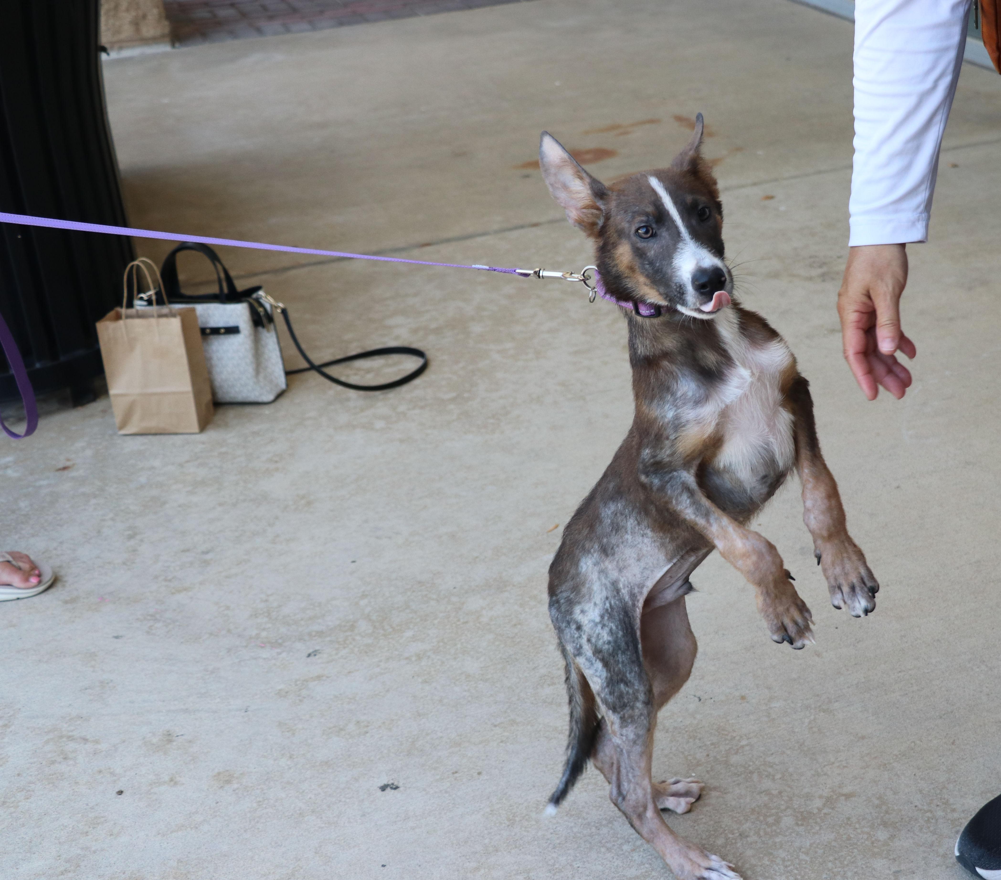 Enlarge Rango, an adopted Terrier in Pflugerville, TX image 3/6