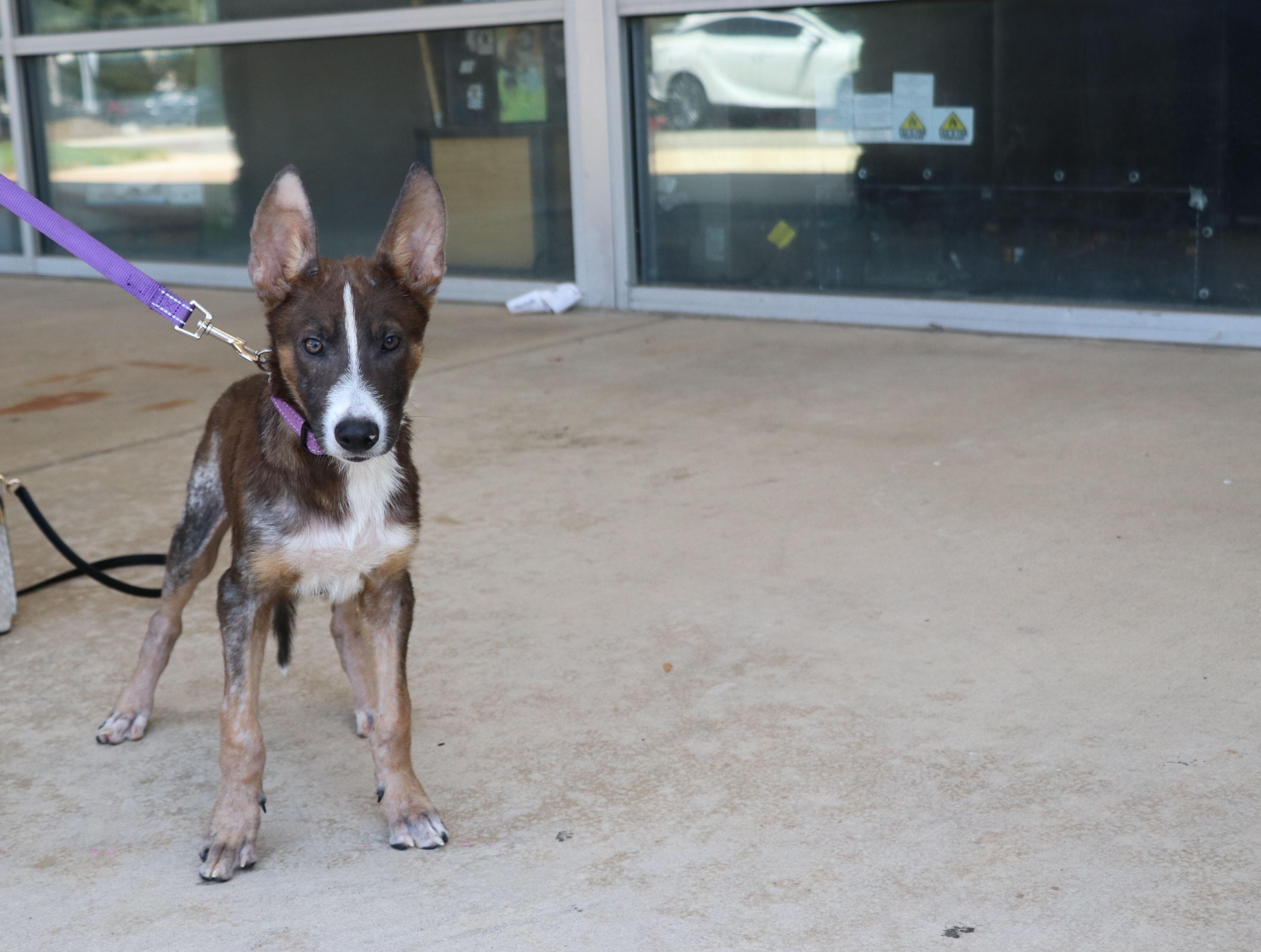 Enlarge Rango, an adopted Terrier in Pflugerville, TX image 1/6