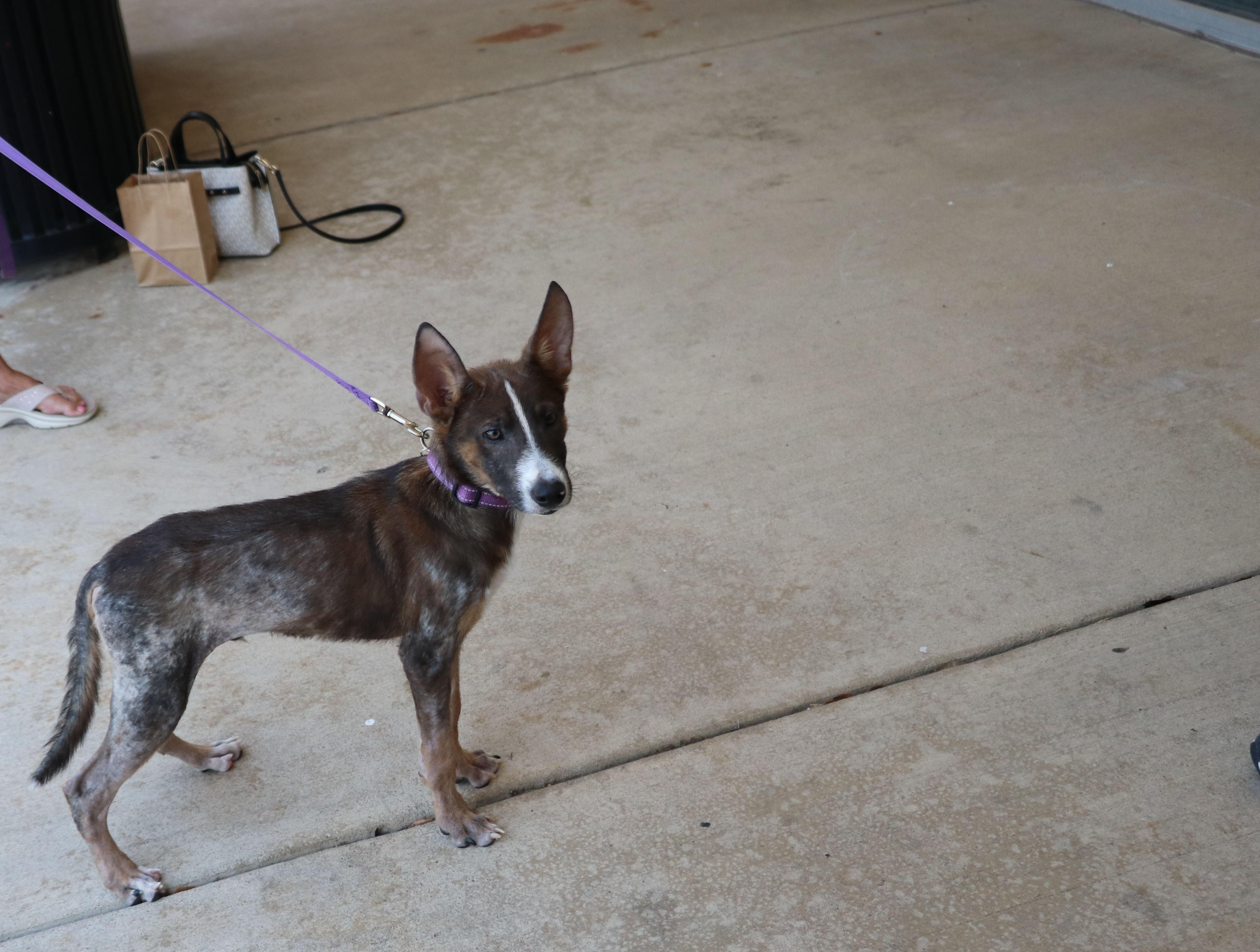 Enlarge Rango, an adopted Terrier in Pflugerville, TX image 6/6