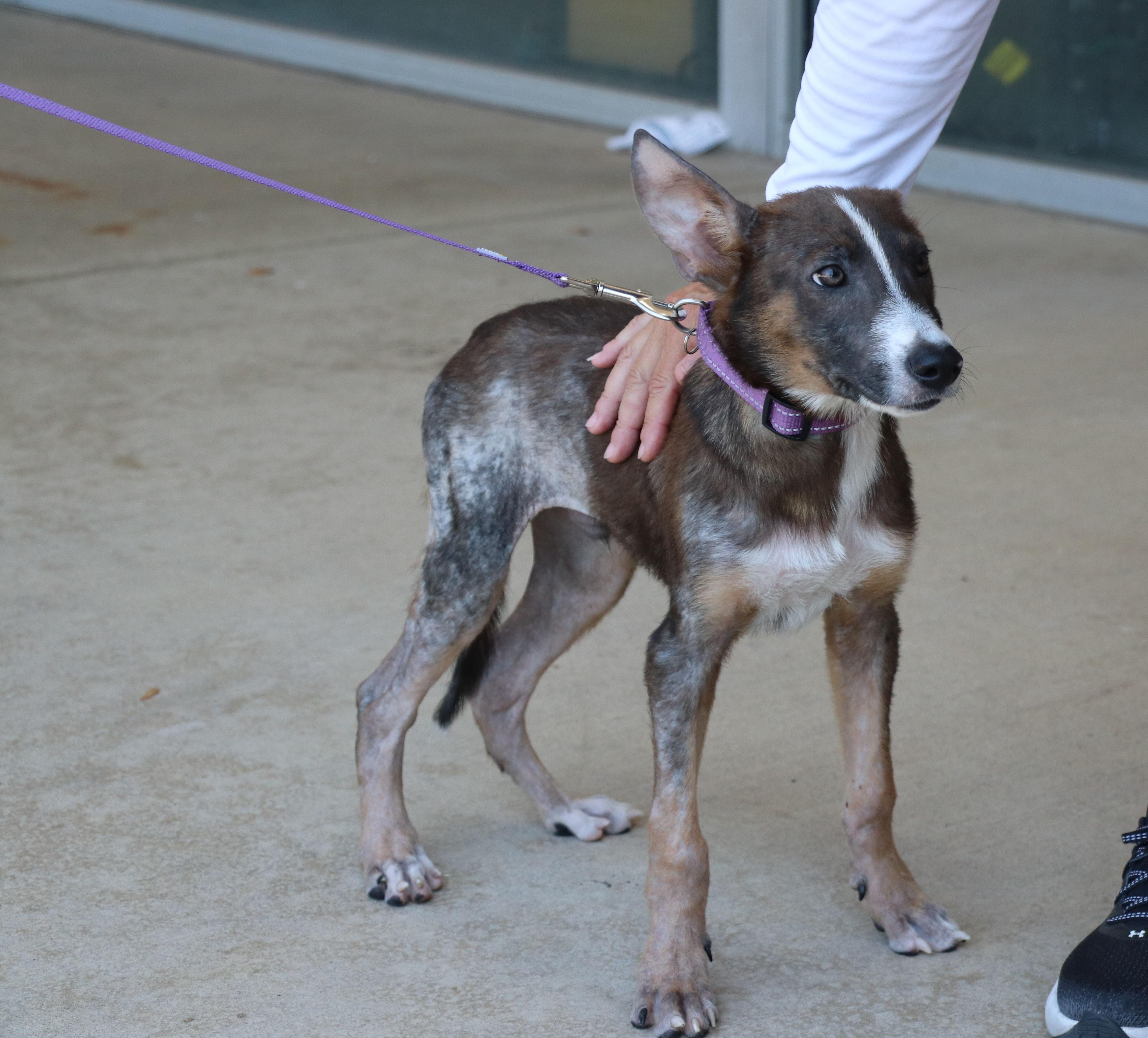 Enlarge Rango, an adopted Terrier in Pflugerville, TX image 4/6