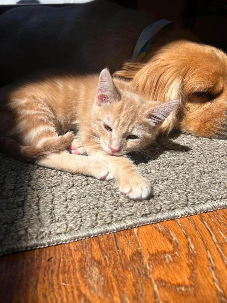 Oliver Twist, Adoptable, Kitten Male Domestic Long Hair.