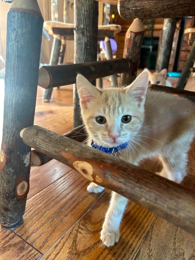 Oliver Twist, a Adoptable mixed breed in Poplar Grove, IL image 3/4