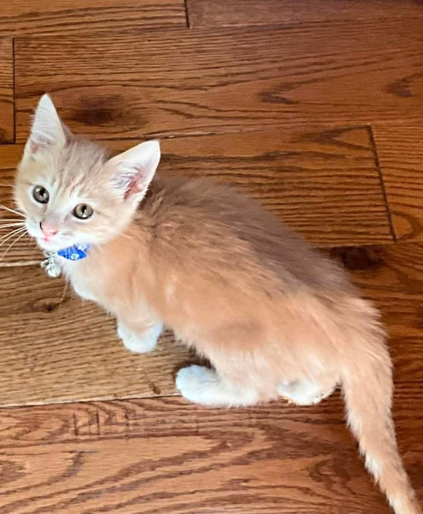 Oliver Twist, a Adoptable mixed breed in Poplar Grove, IL image 4/4