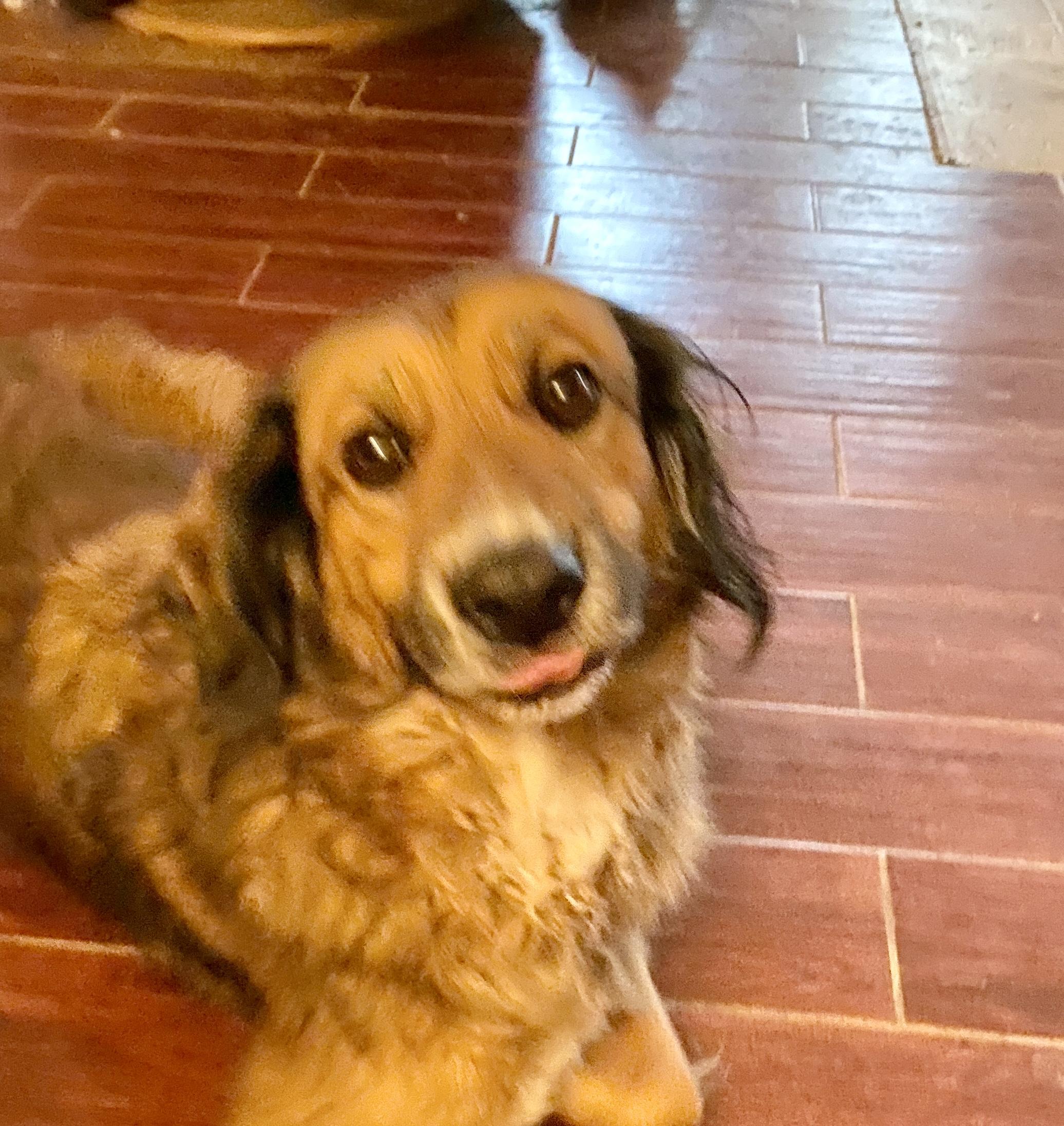 Marlow, a Adoptable mixed breed in Cincinnati, OH image 1/5