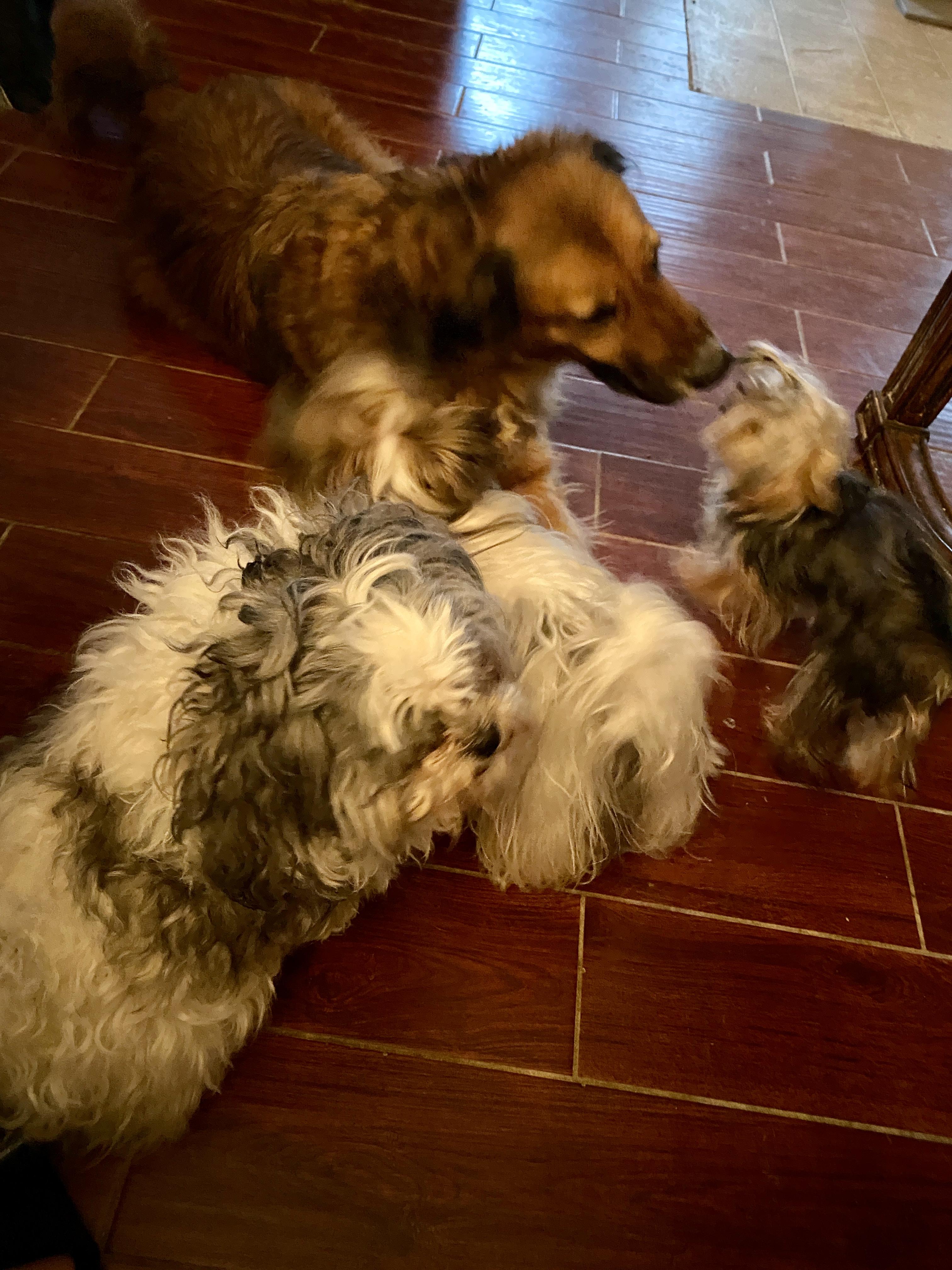 Marlow, a Adoptable mixed breed in Cincinnati, OH image 2/5