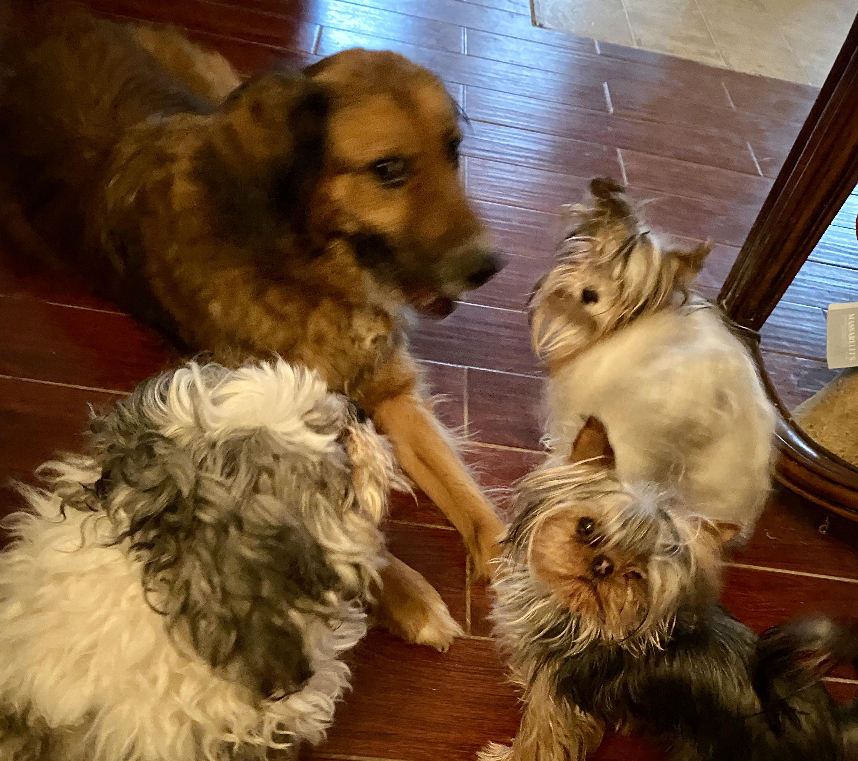 Marlow, Adoptable, Adult Male Golden Retriever & Shepherd.