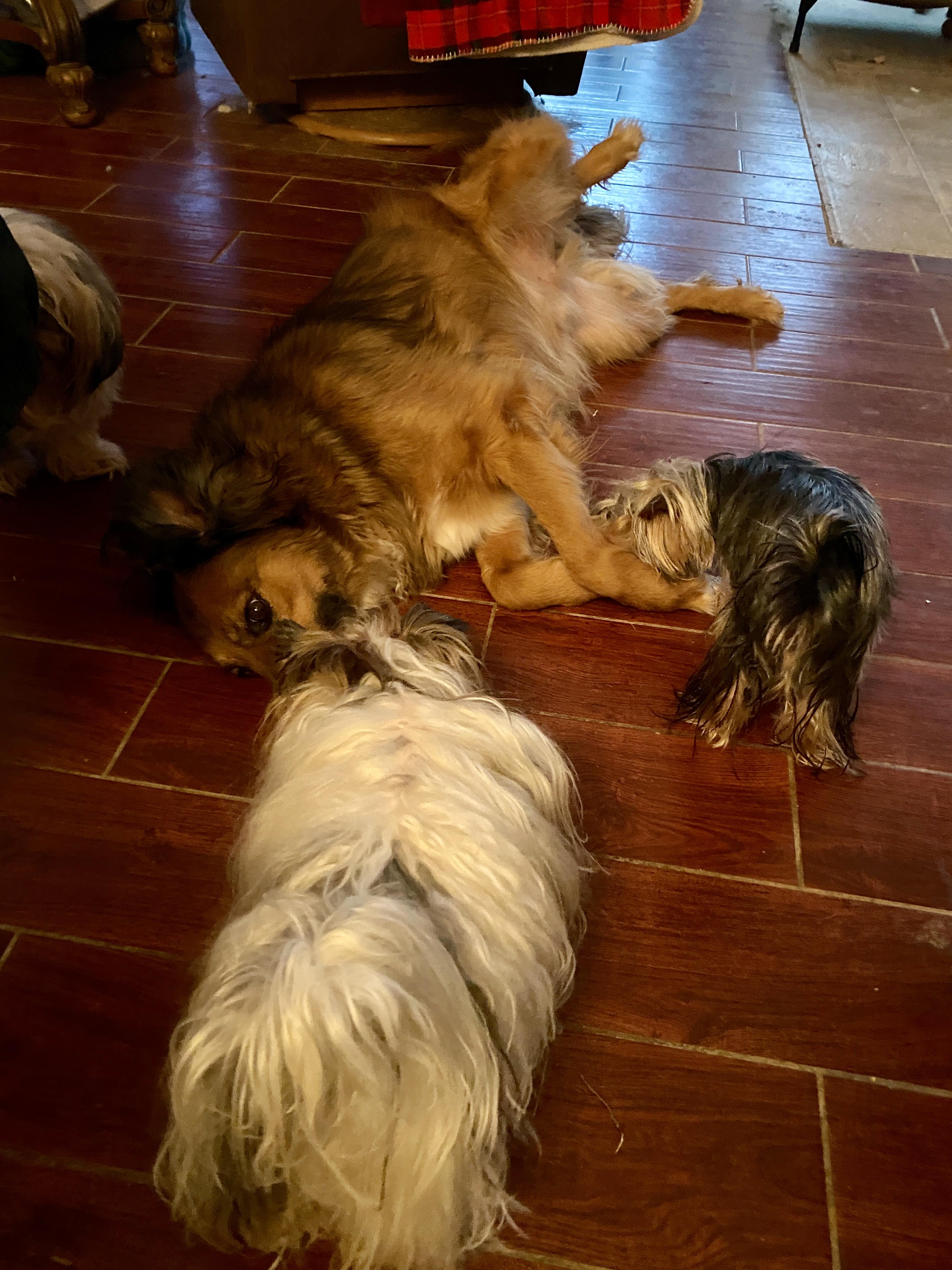 Marlow, a Adoptable mixed breed in Cincinnati, OH image 4/5