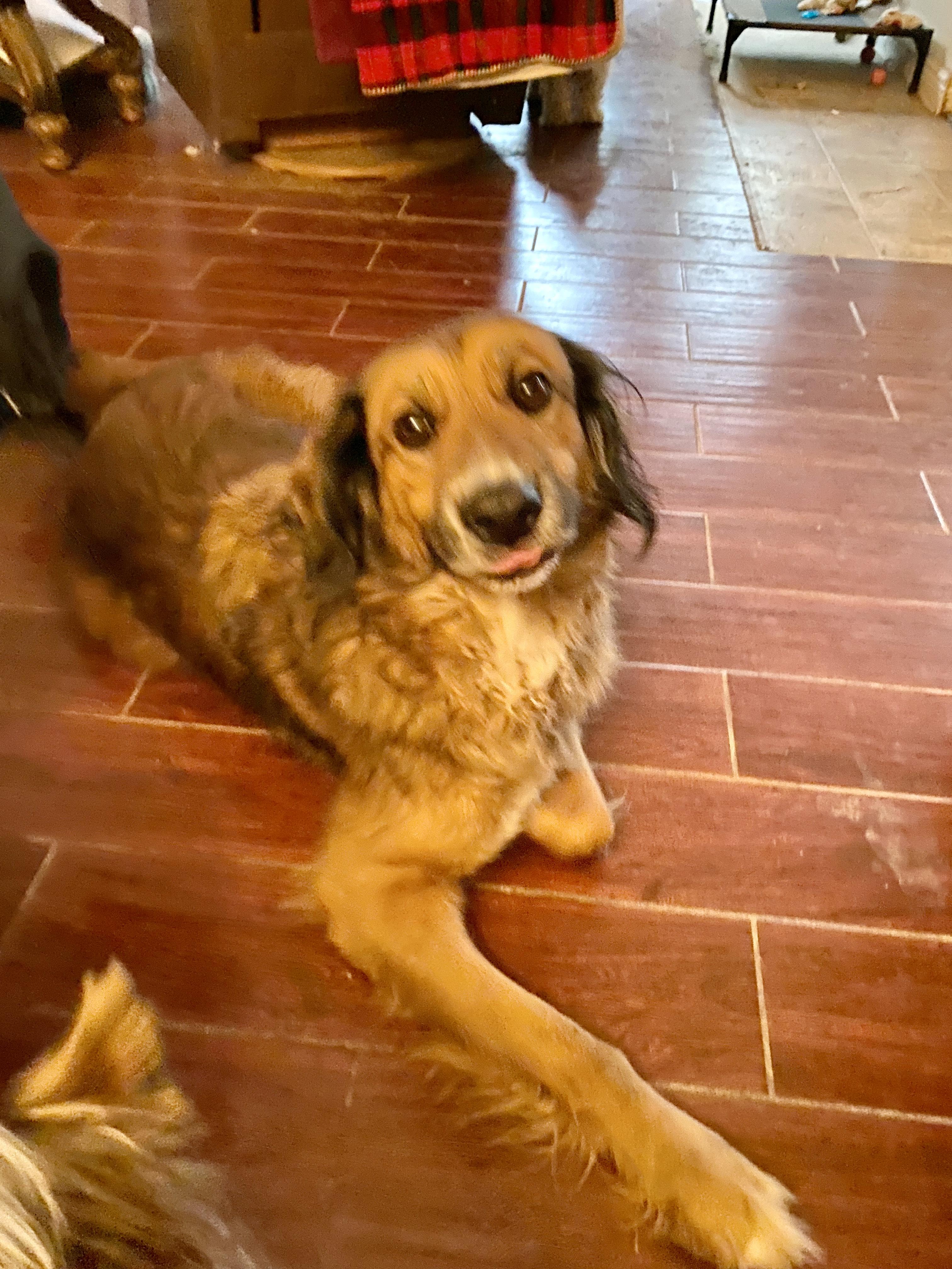 Marlow, a Adoptable mixed breed in Cincinnati, OH image 5/5