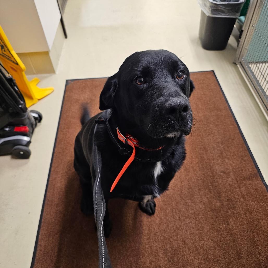 BHSI-Stray-5161(Meeko), Adoptable, Adult Male Black Labrador Retriever.
