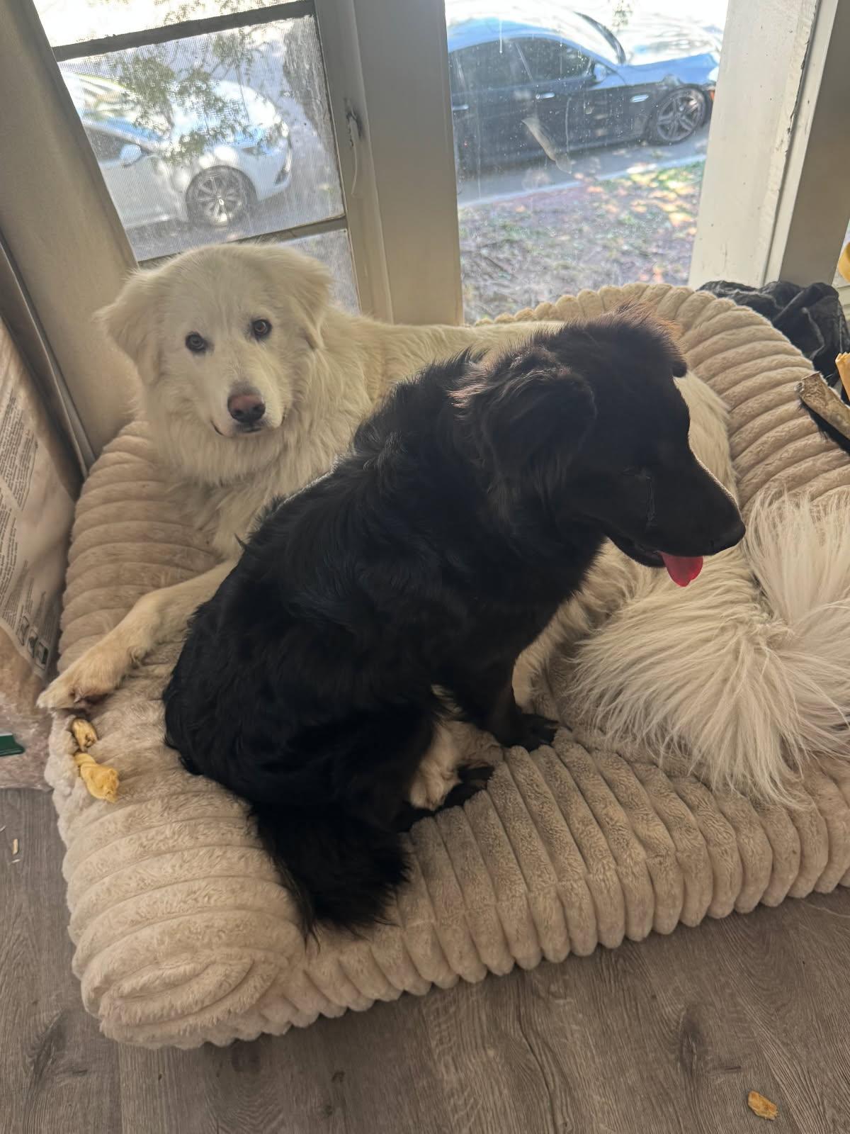 Enlarge AERO, a Adoptable Labrador Retriever in Los Angeles, CA image 1/3