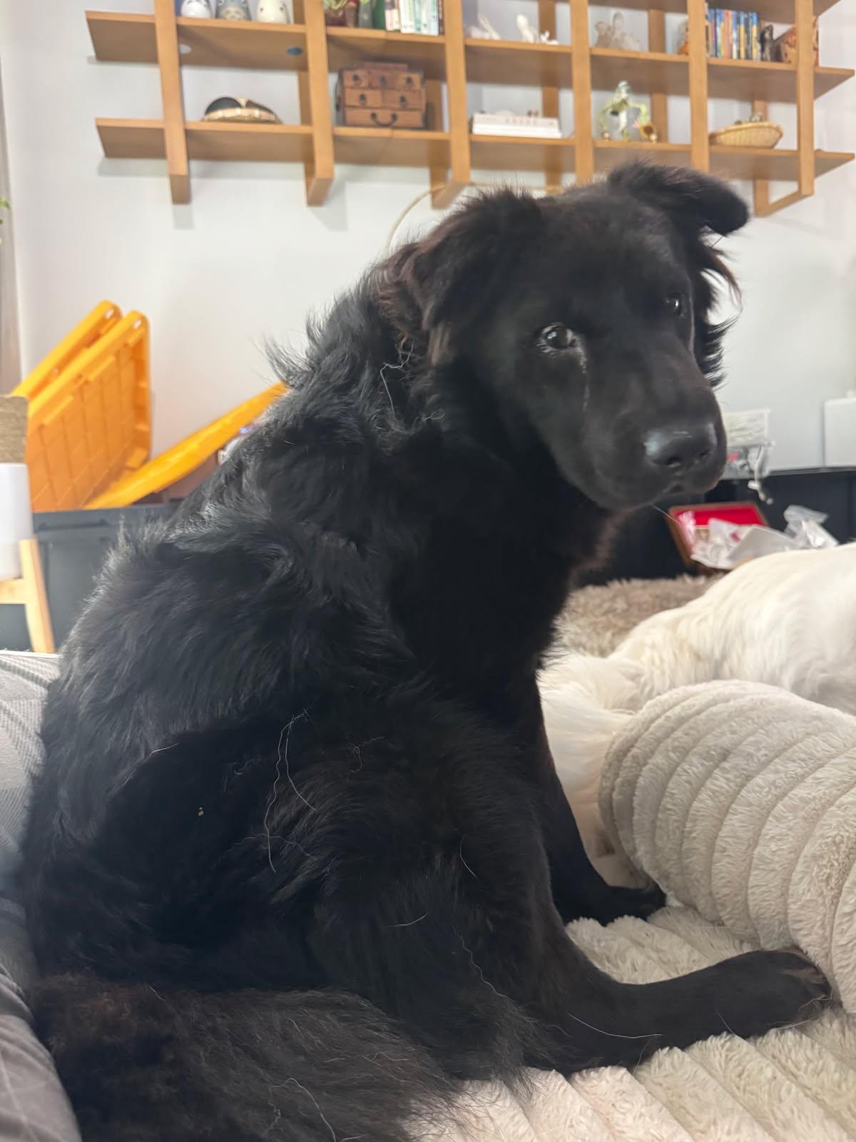 Enlarge AERO, a Adoptable Labrador Retriever in Los Angeles, CA image 2/3